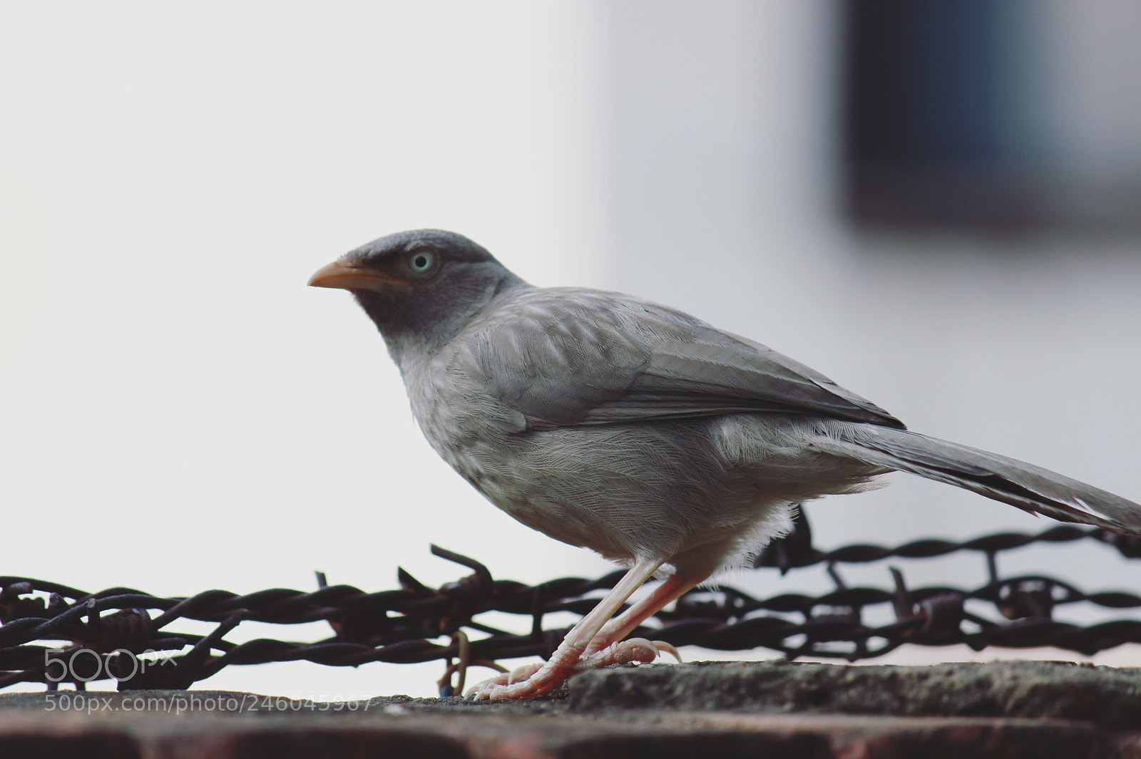 Canon EOS 600D (Rebel EOS T3i / EOS Kiss X5) sample photo. Chained! photography