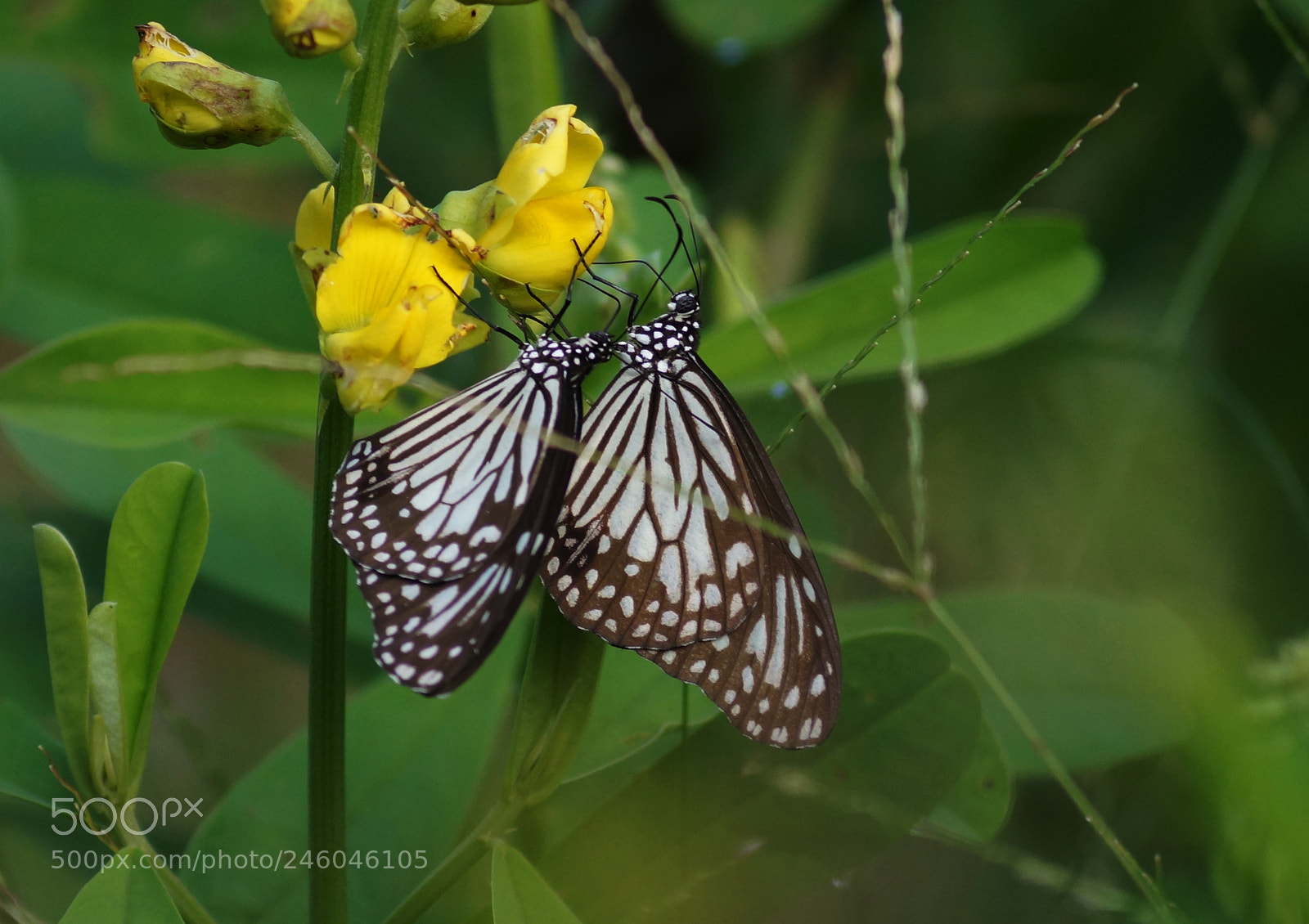 Sony DT 55-200mm F4-5.6 SAM sample photo. 40212569212.jpg photography