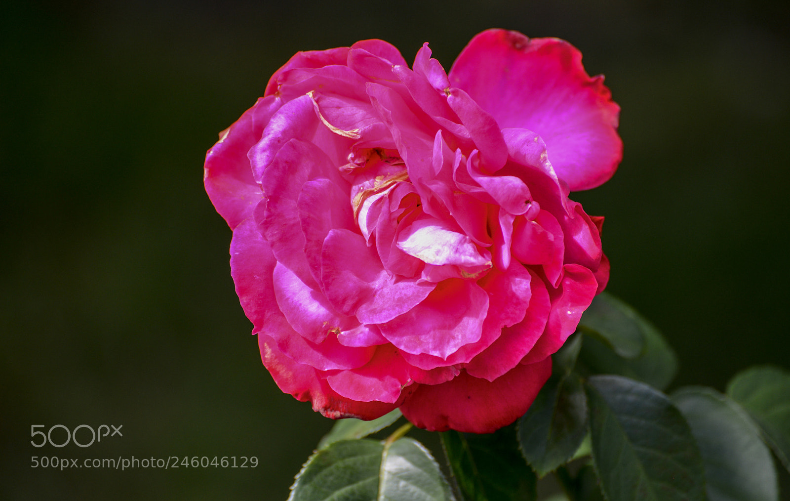 Nikon D600 sample photo. Deeply red photography