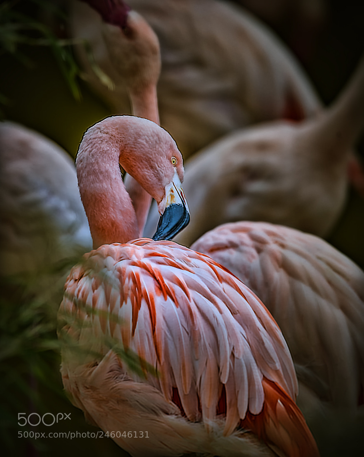 Nikon D800 sample photo. ++im zoo++ photography