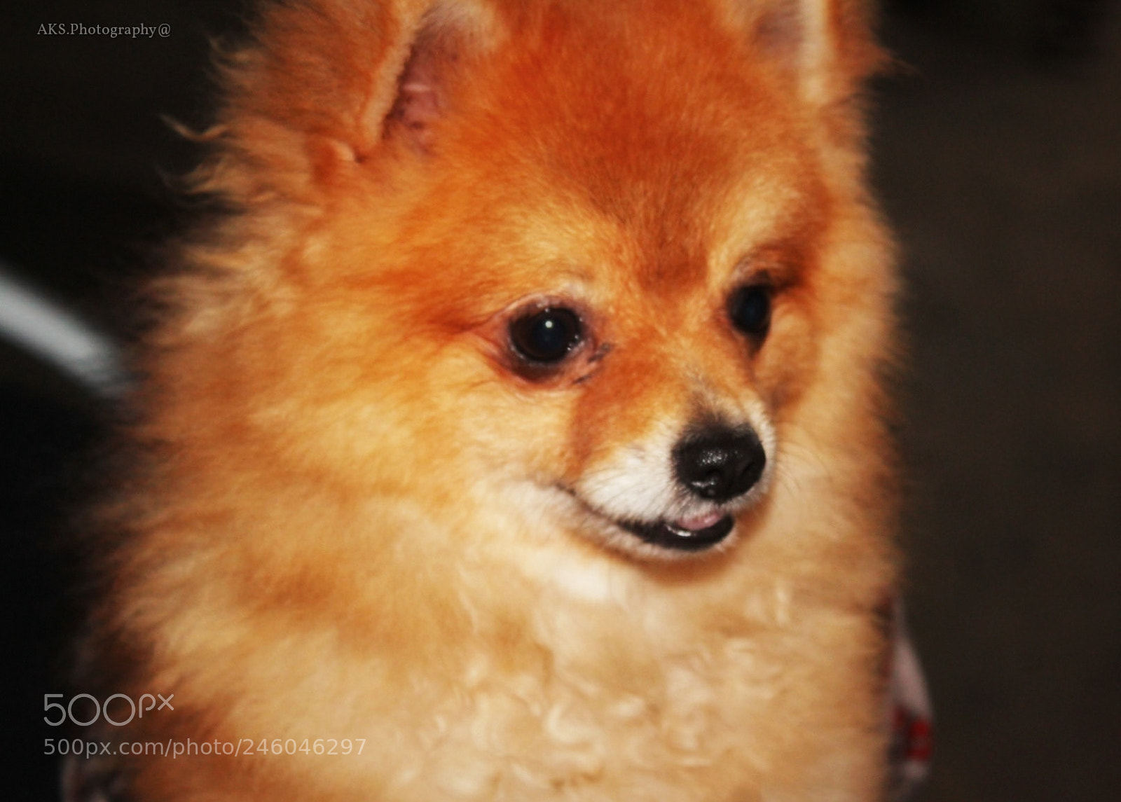 Canon EOS 1300D (EOS Rebel T6 / EOS Kiss X80) sample photo. Cute puppy photography