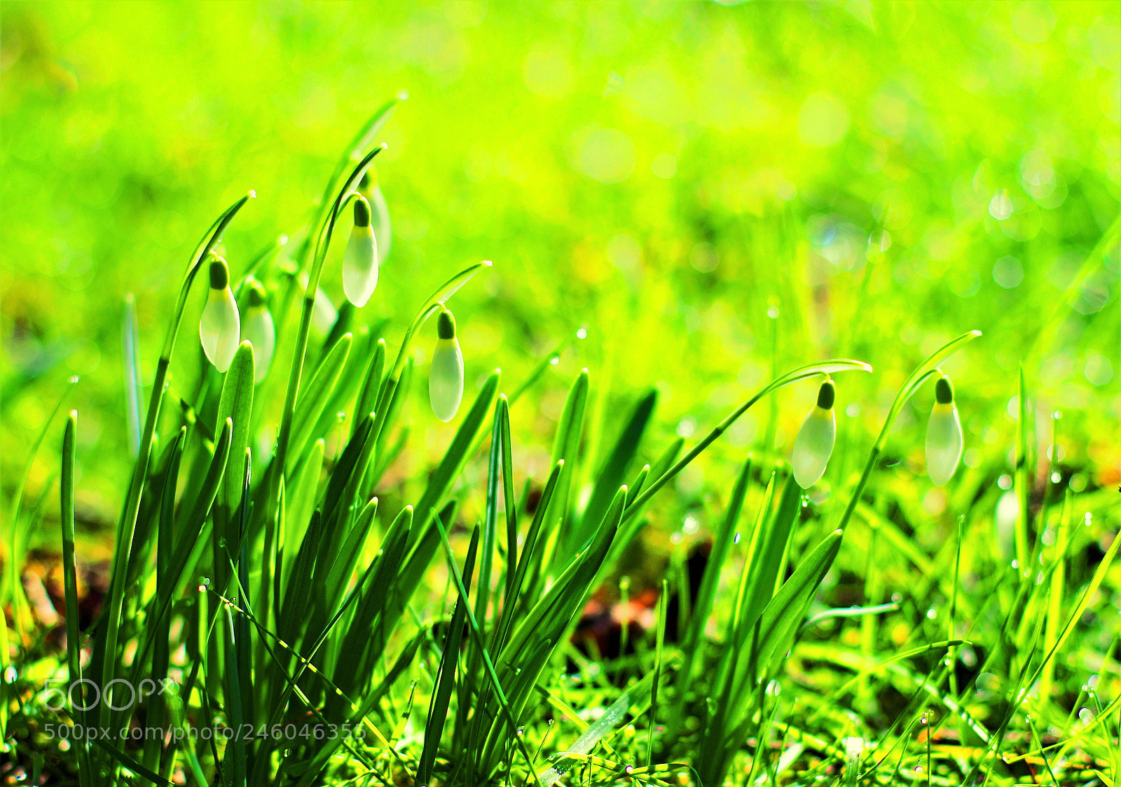 Canon EOS 60D sample photo. Spring is coming -- 春天来了！ photography