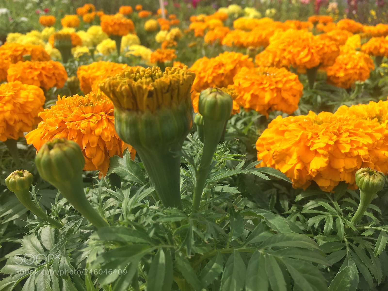 Apple iPhone 6 Plus sample photo. ورد photography