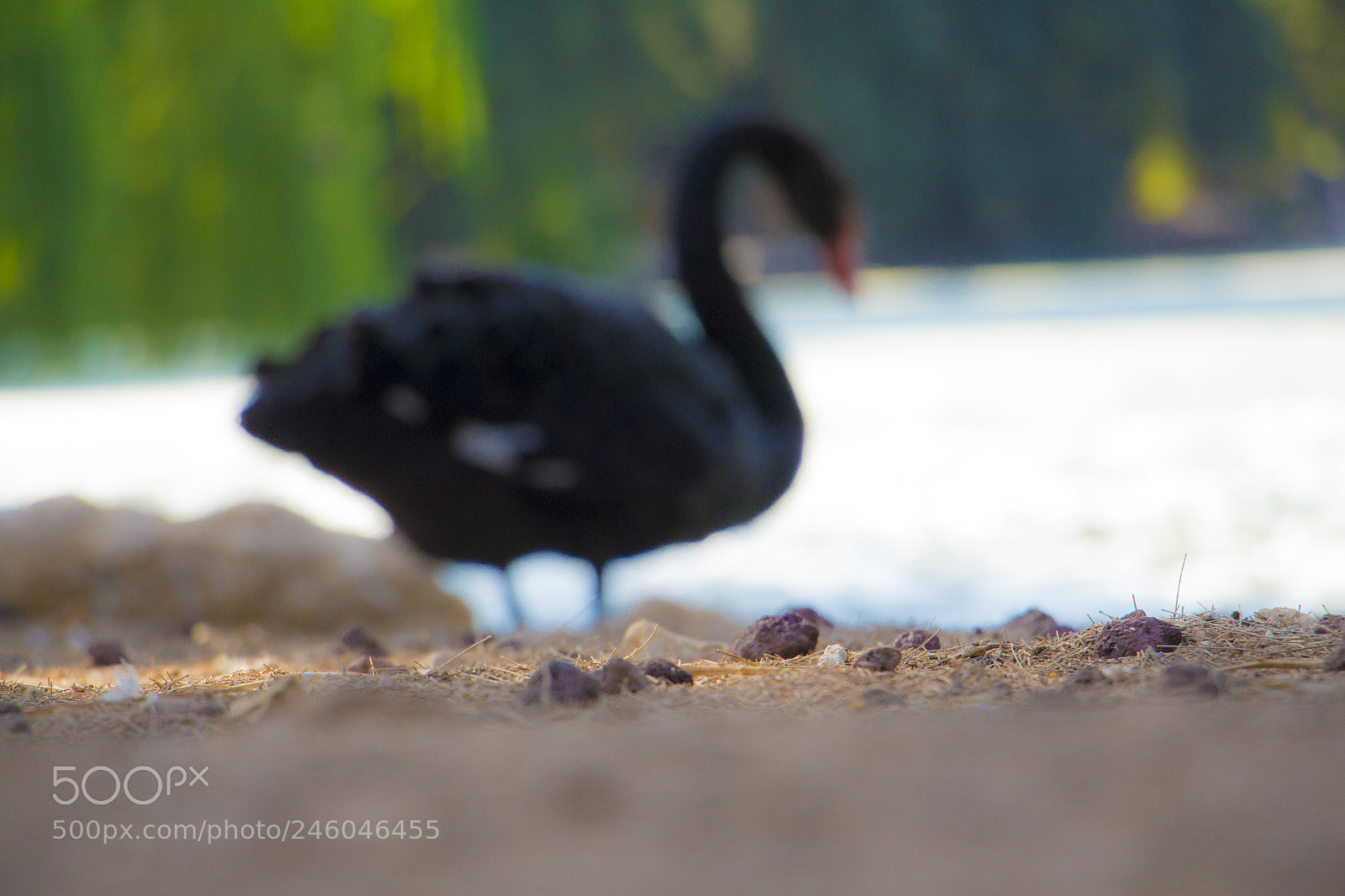 Canon EOS 700D (EOS Rebel T5i / EOS Kiss X7i) sample photo. Black swan photography