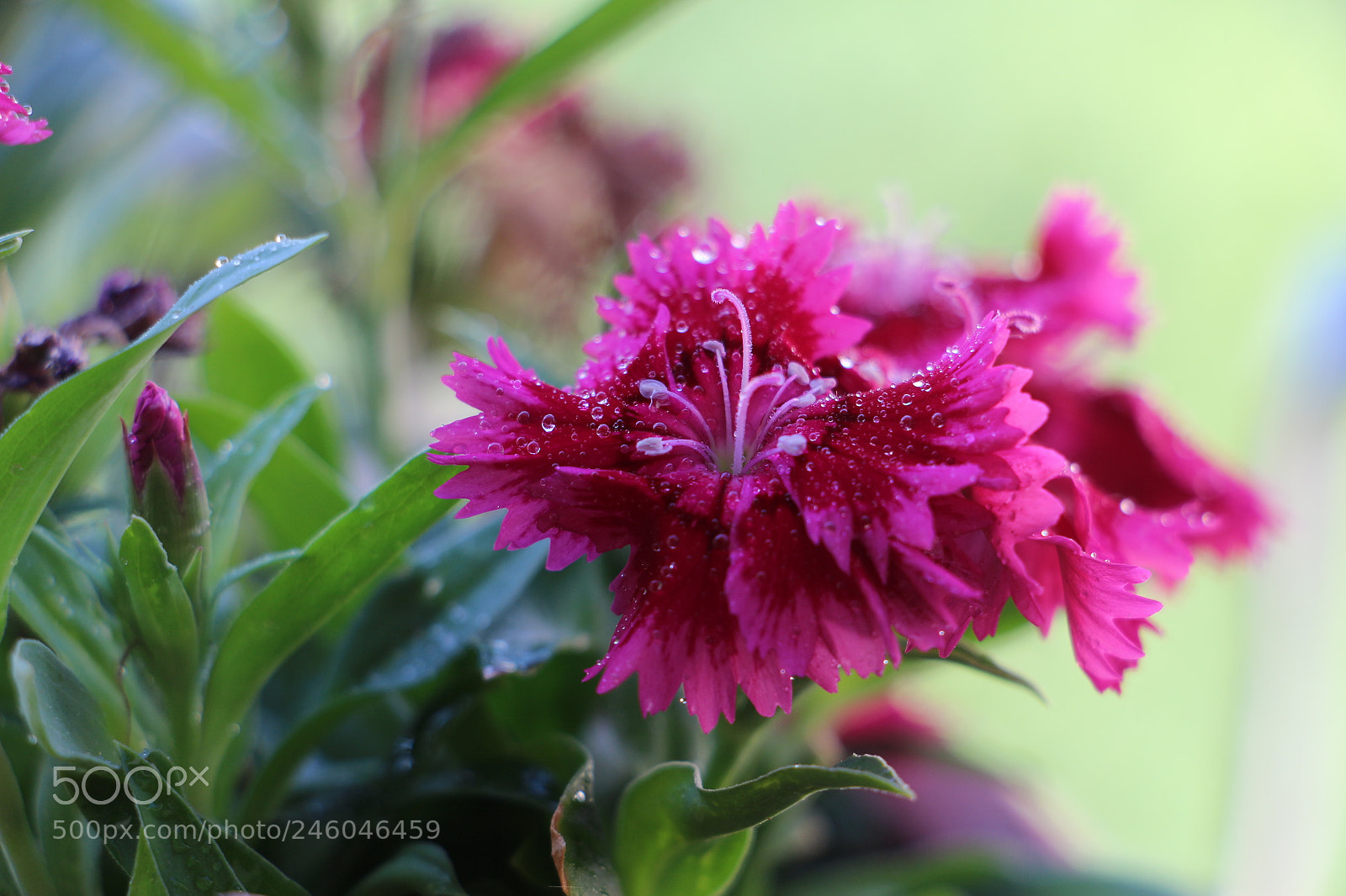 Canon EOS 700D (EOS Rebel T5i / EOS Kiss X7i) sample photo. Drops of water on photography