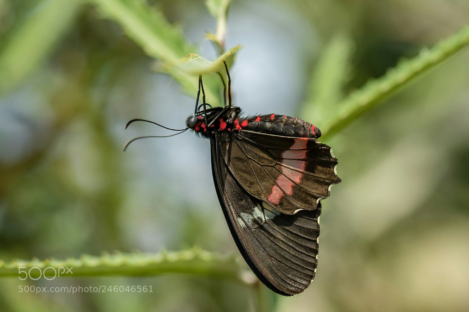 Canon EOS 7D Mark II sample photo. Pink cattleheart iii photography
