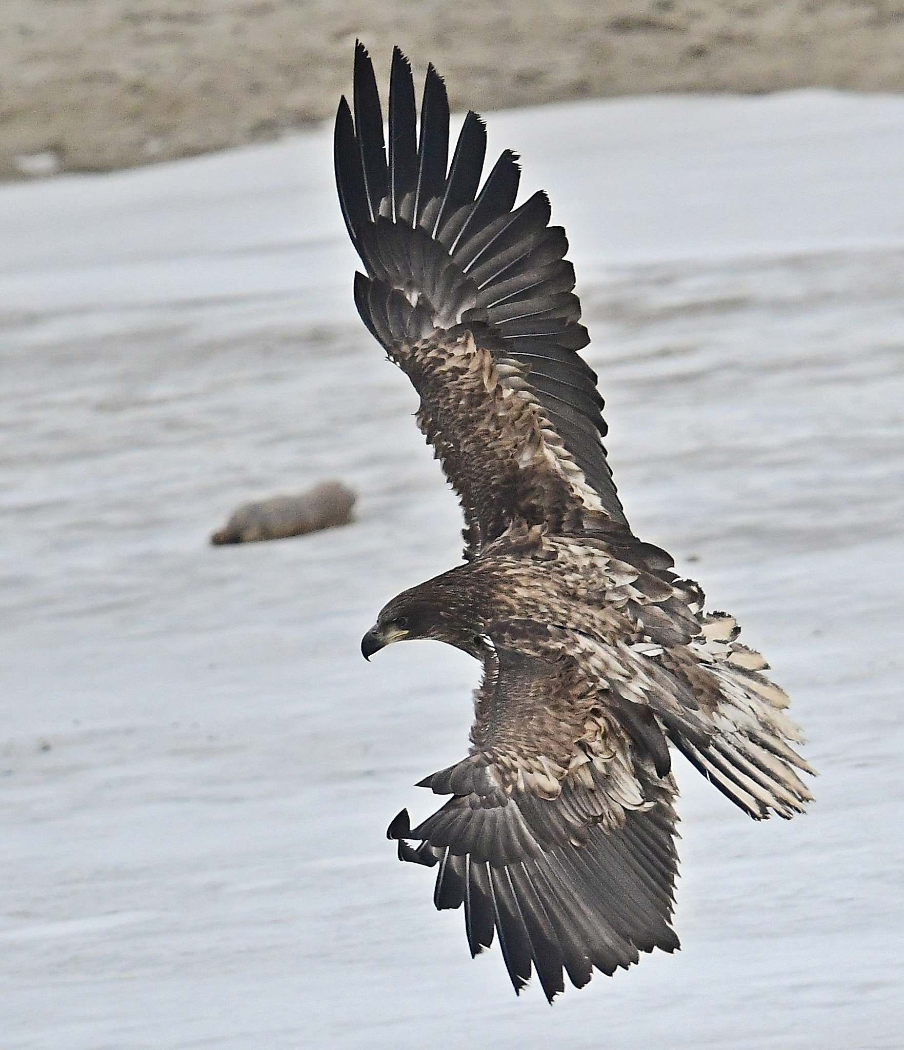 Nikon D500 sample photo. White-tailed sea eagle photography