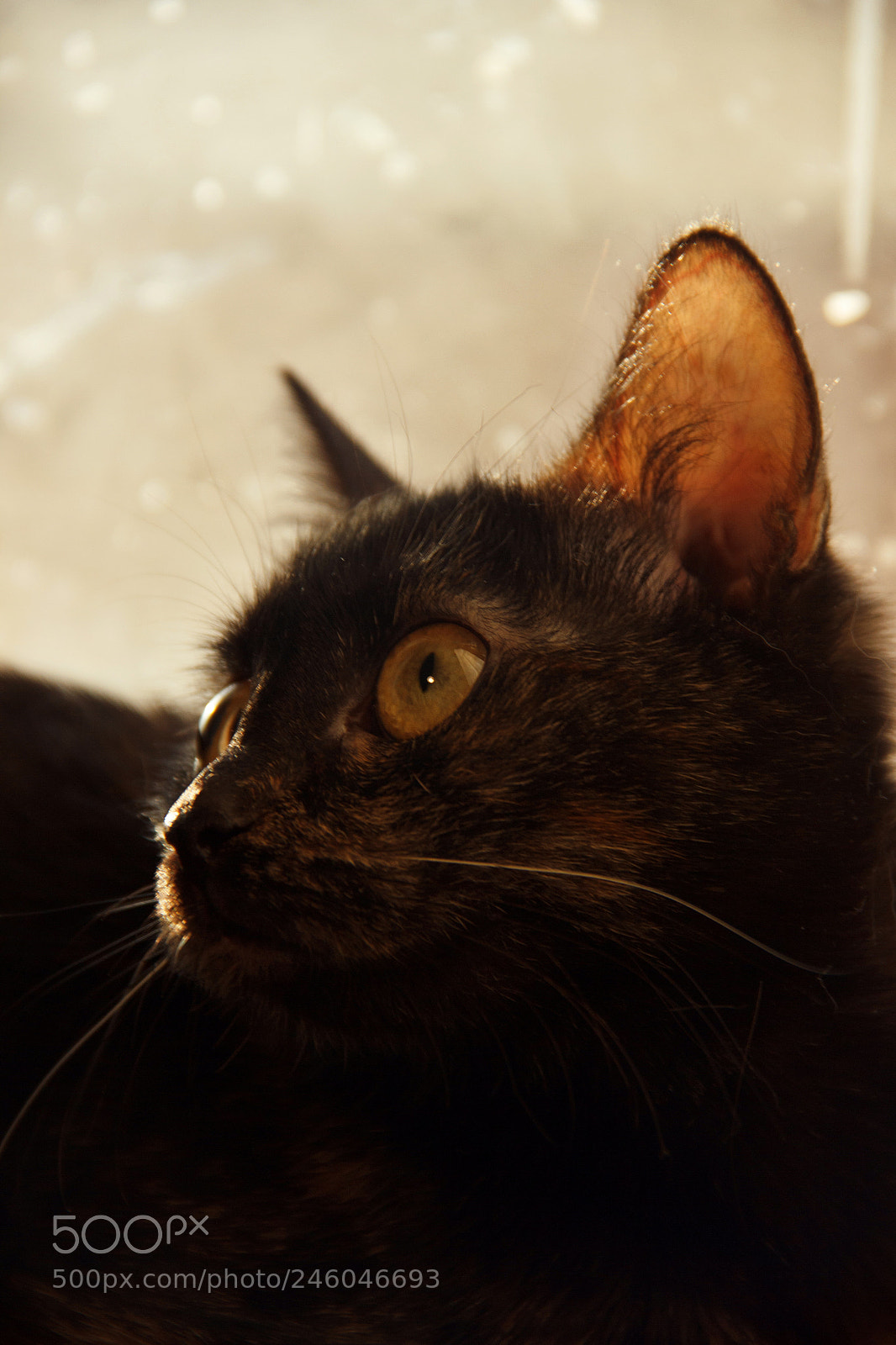 Canon EOS 600D (Rebel EOS T3i / EOS Kiss X5) sample photo. Eva photography