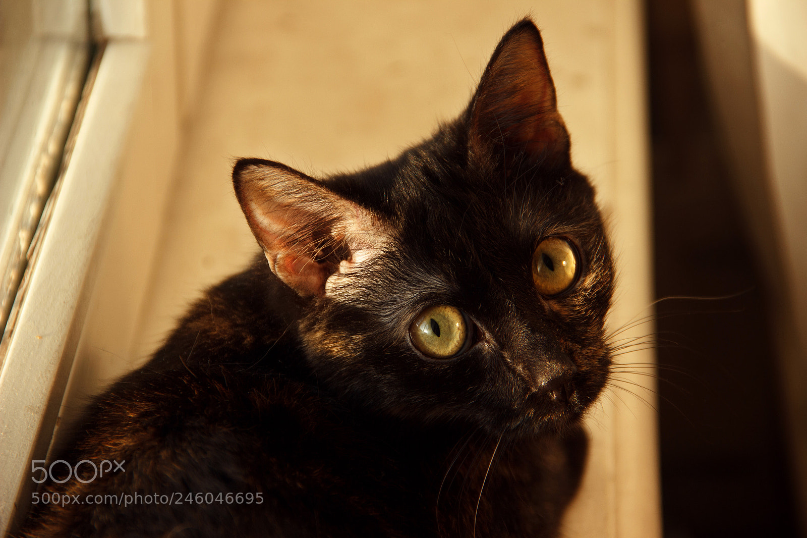 Canon EOS 600D (Rebel EOS T3i / EOS Kiss X5) sample photo. Eva photography