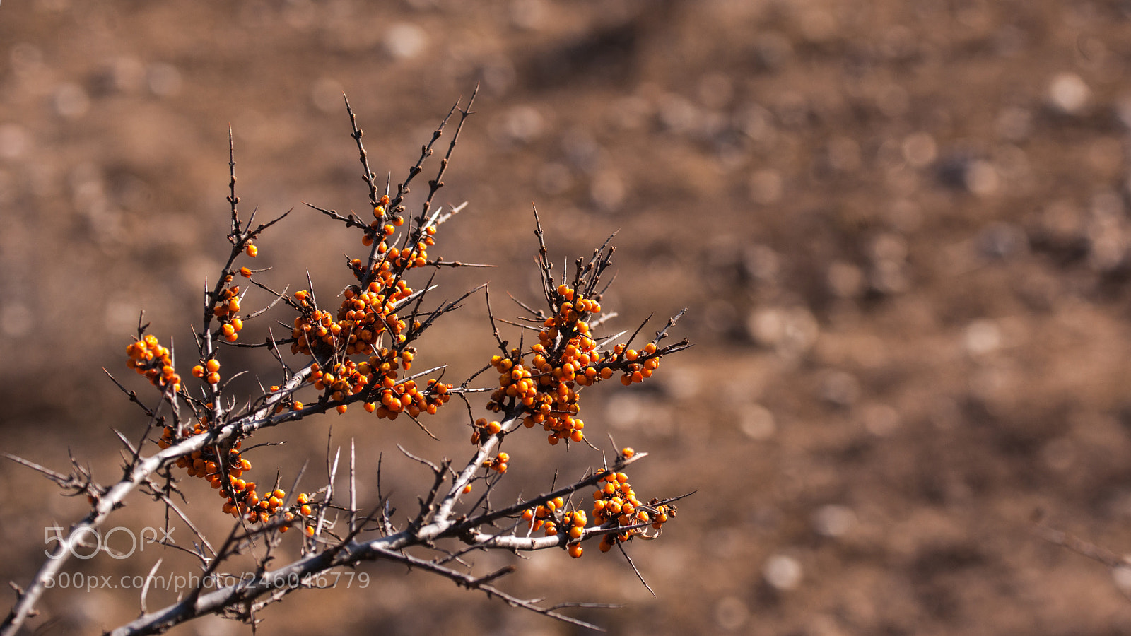 Nikon D3X sample photo. Seabuckthorn fruit photography