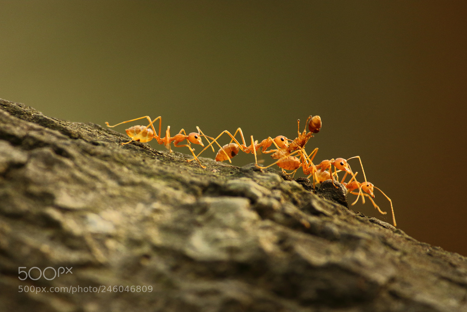 Canon EF-S 55-250mm F4-5.6 IS II sample photo. An ant casevac photography