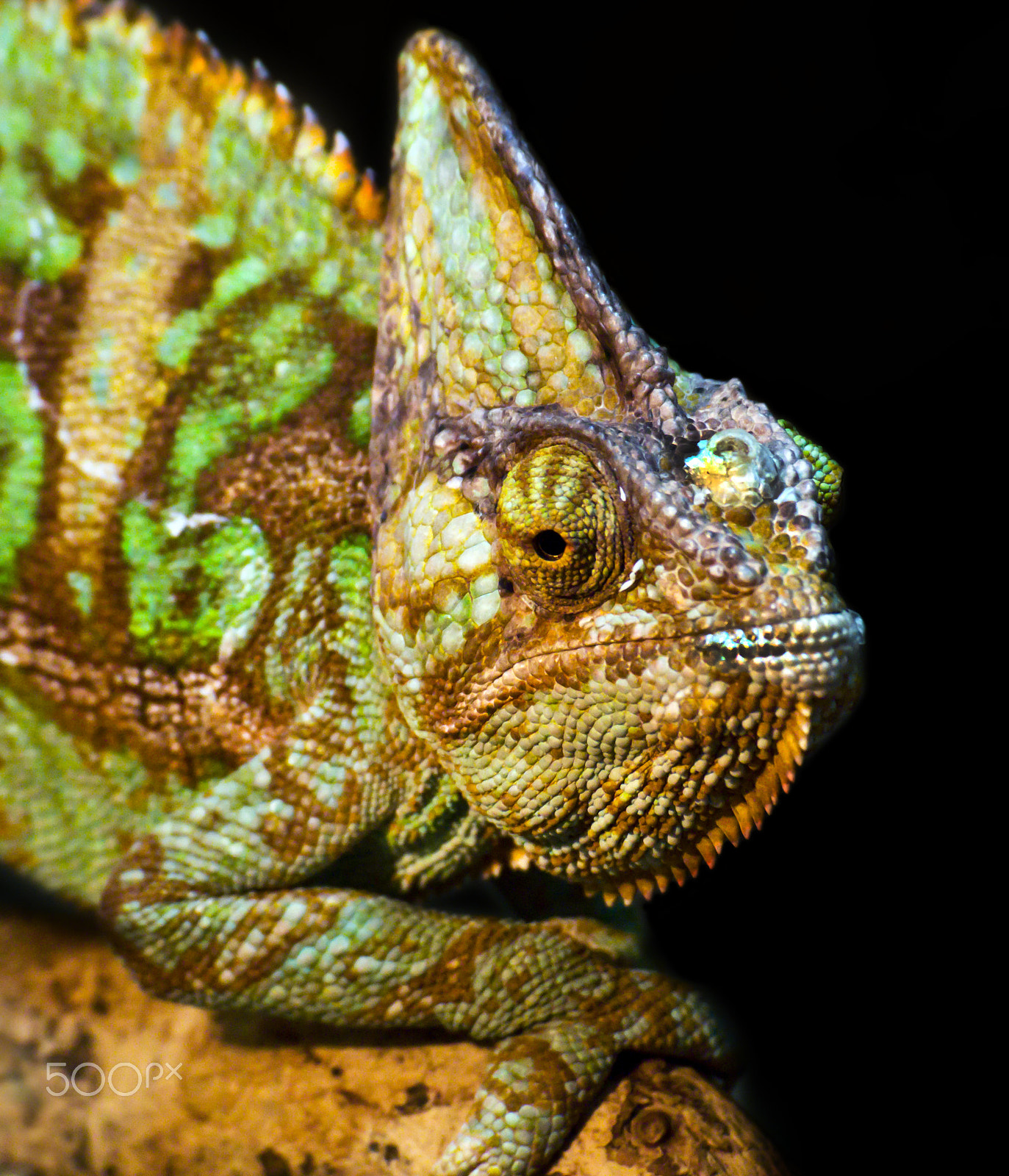 Nikon 1 AW1 sample photo. Chameleon photography