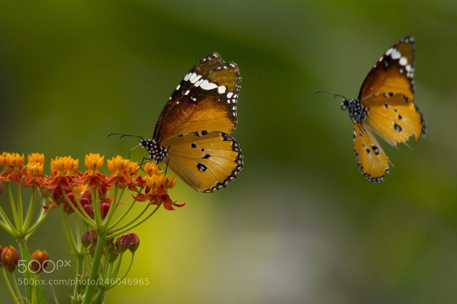 Nikon D7100 sample photo. Danaid eggfly photography