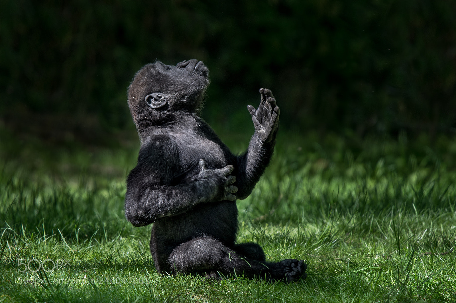 Nikon D500 sample photo. Western lowland gorilla baby photography