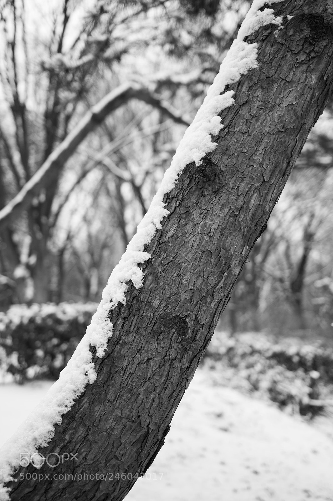 Pentax K-3 sample photo. Coexistence photography