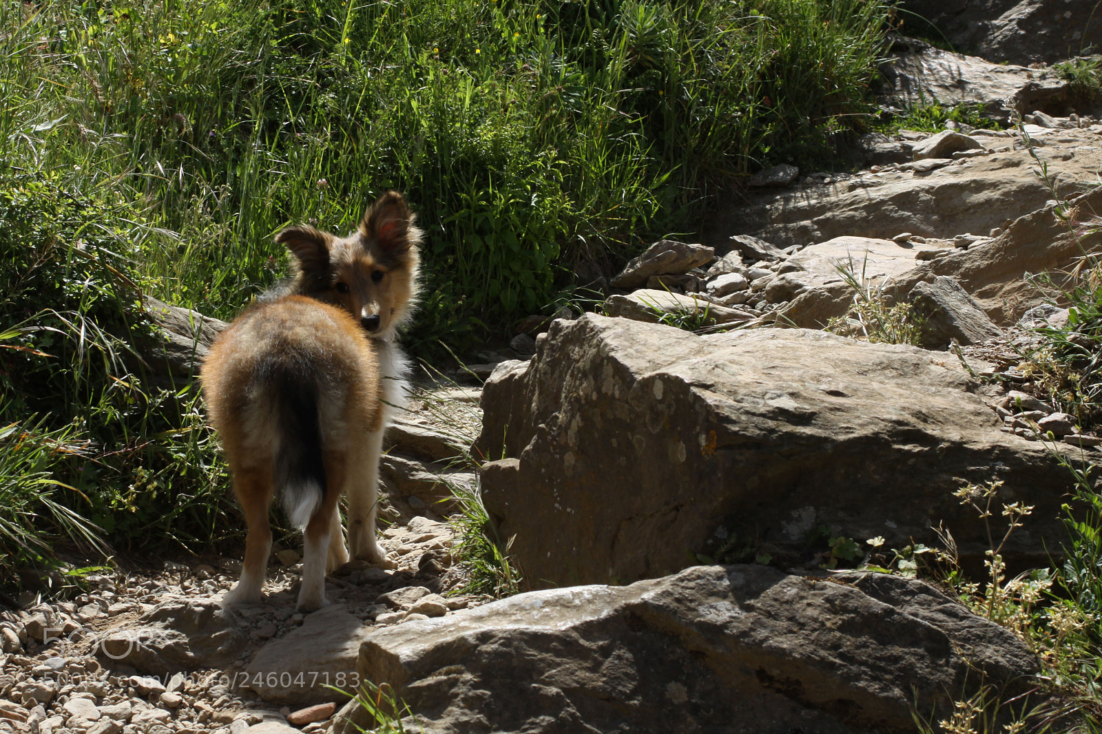 Canon EOS 50D sample photo. Myrtille photography