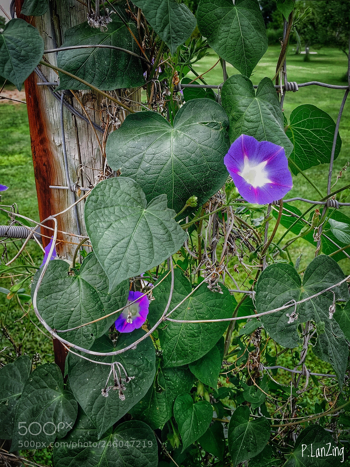 Apple iPhone 6 sample photo. Morning glory photography