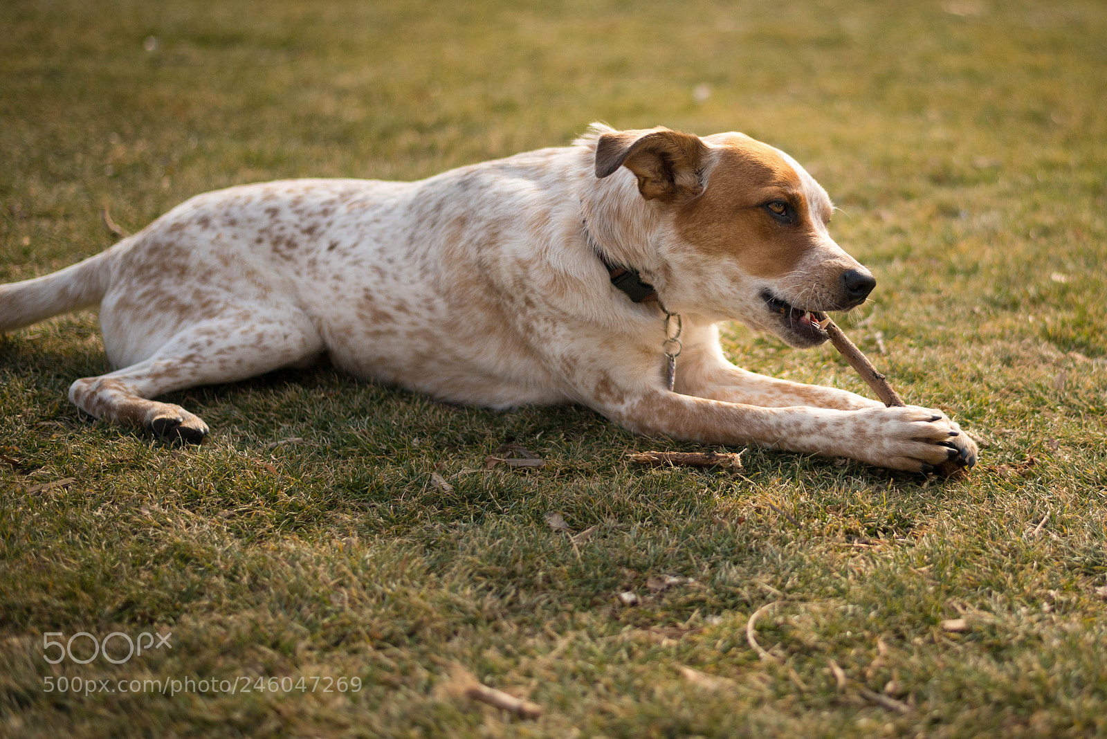 Nikon D800E sample photo. Stick is good photography