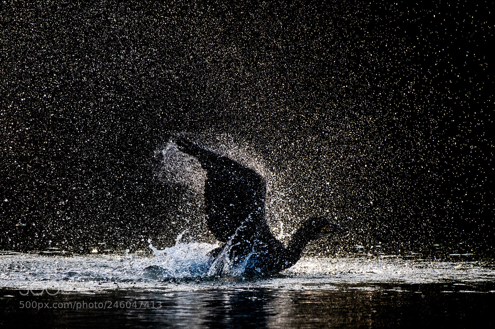 Nikon D500 sample photo. Bathing cormorant photography