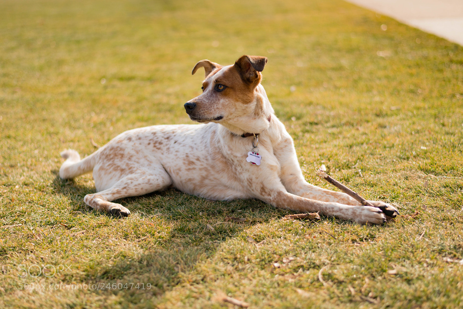 Nikon D800E sample photo. Bingo pajamas photography
