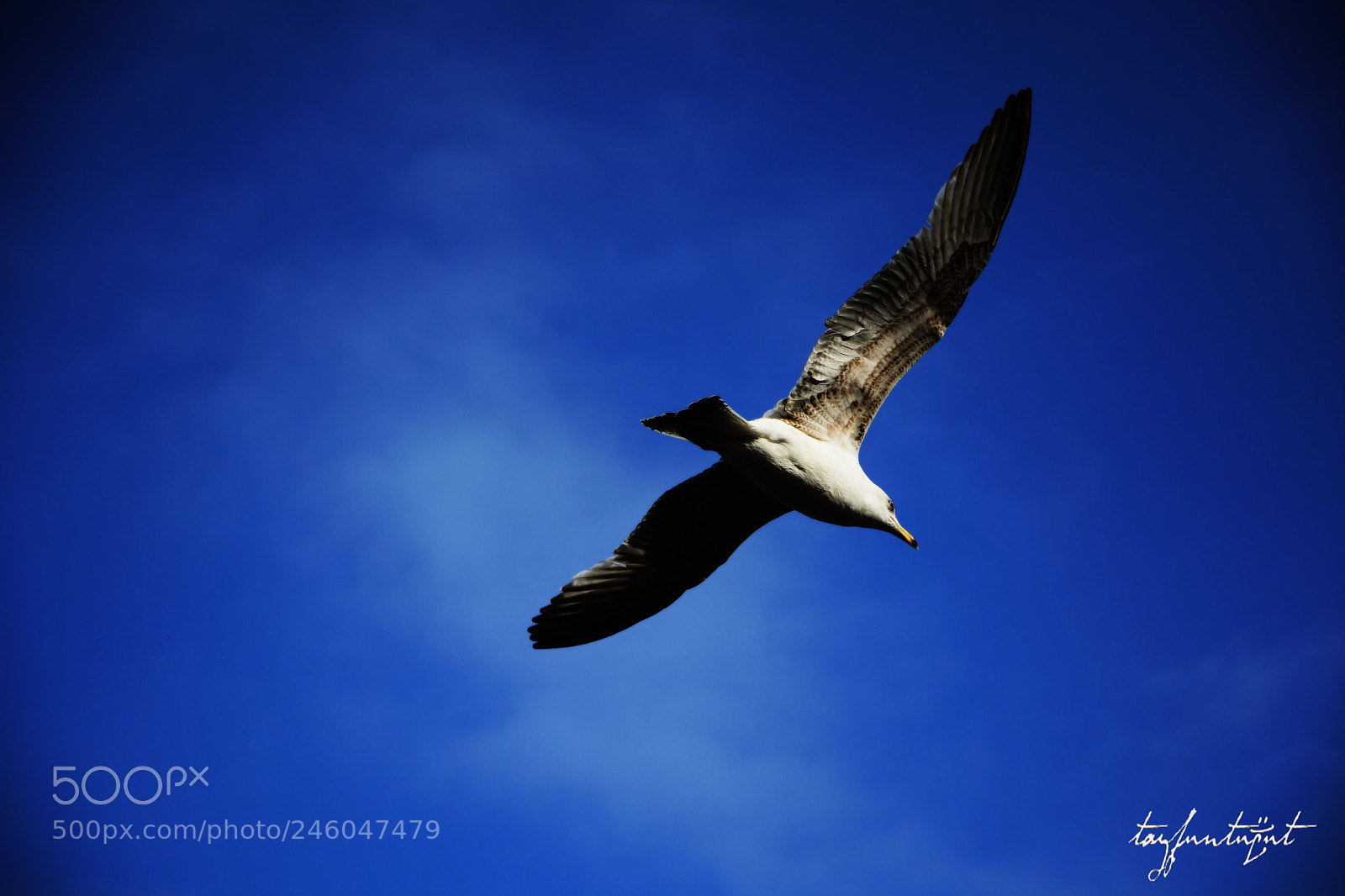 Nikon D5200 sample photo. Seagull photography