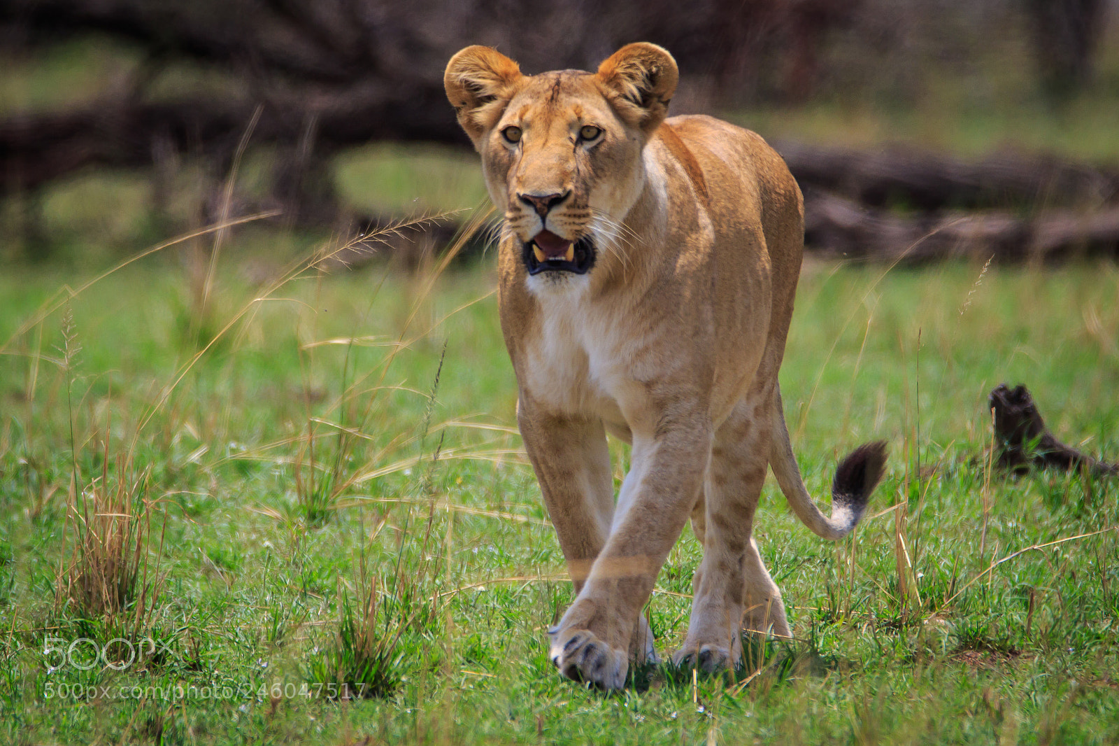 Canon EOS 7D Mark II sample photo. Tanzania - serengeti photography