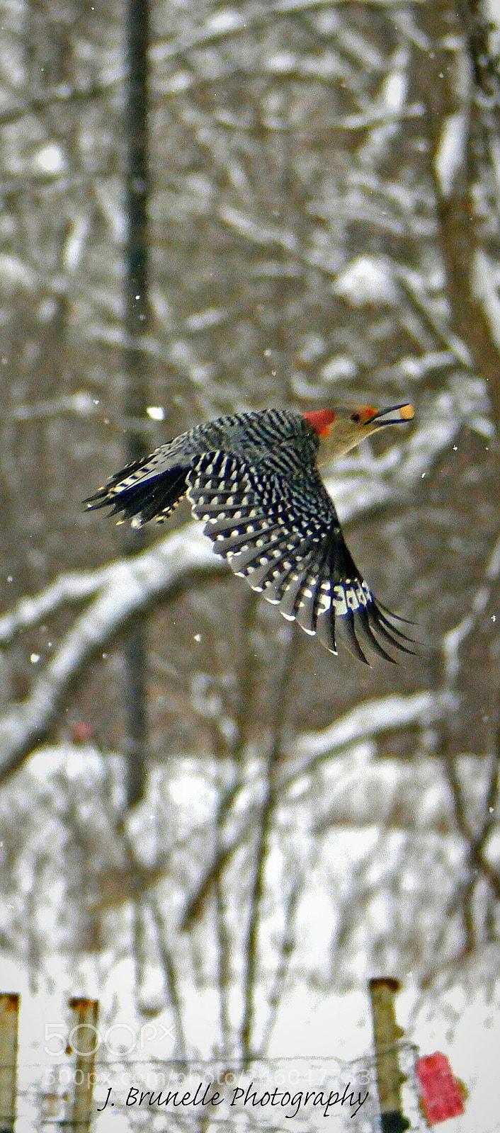 Samsung NX500 sample photo. Woodpecker feb 13 photography