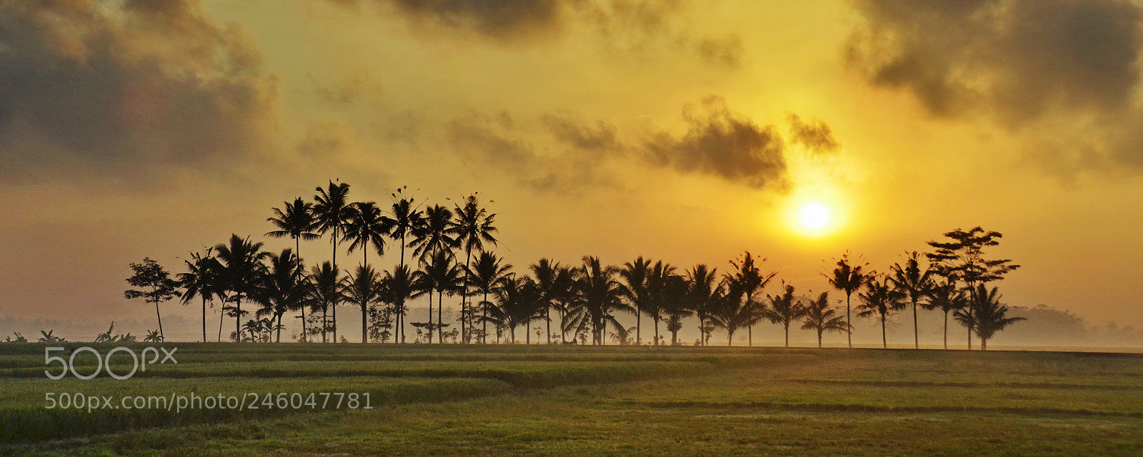 Nikon D5100 sample photo. The morning sun photography