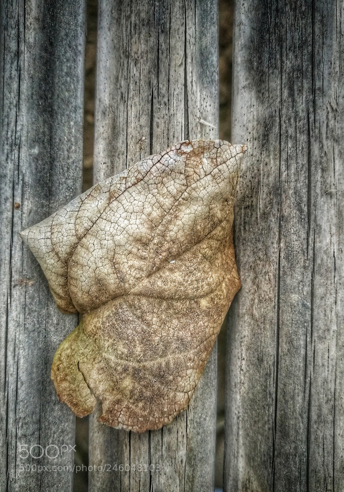 HUAWEI P9 sample photo. Dryness photography