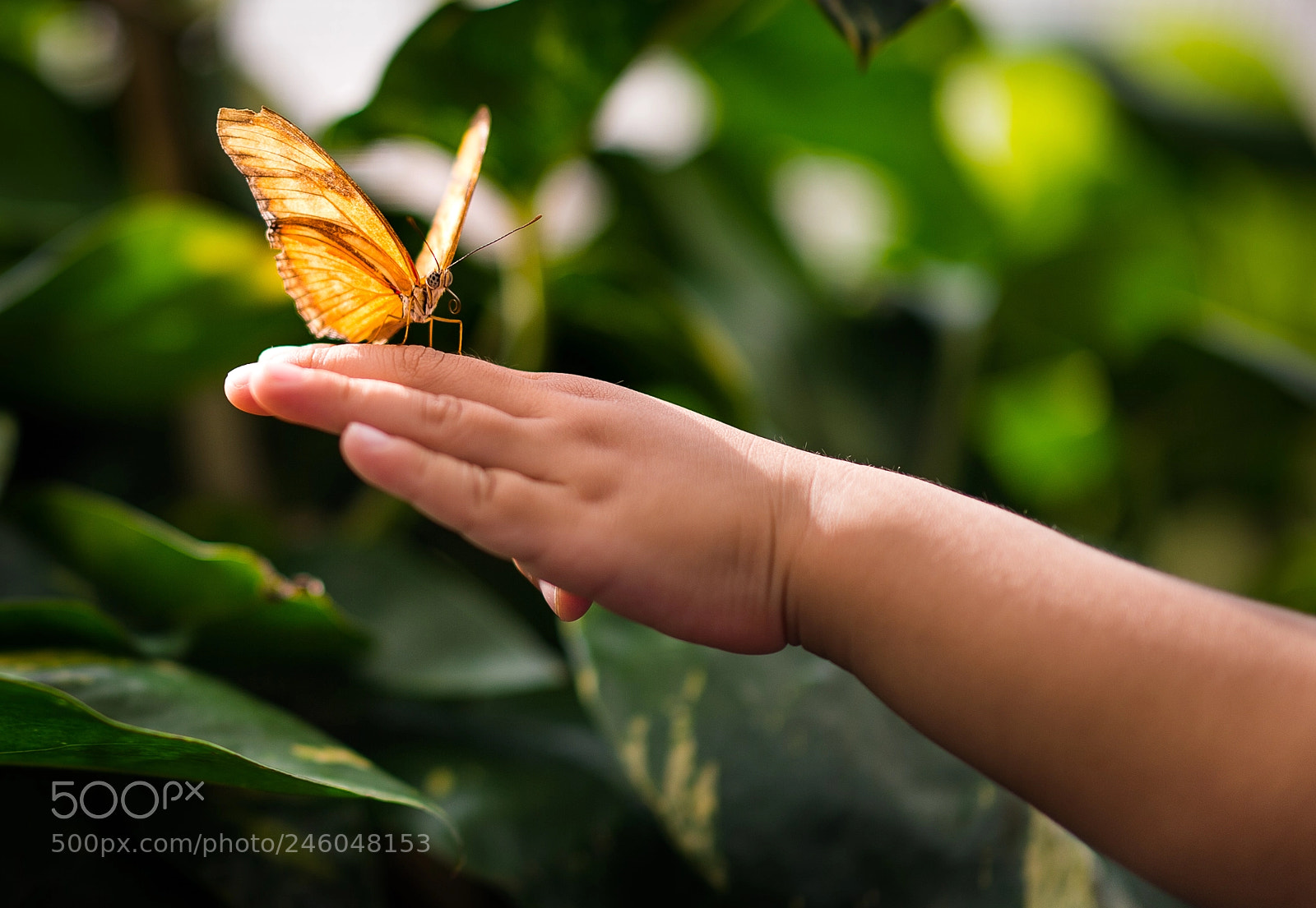 Nikon D4S sample photo. Butterfly gardens at niagara photography
