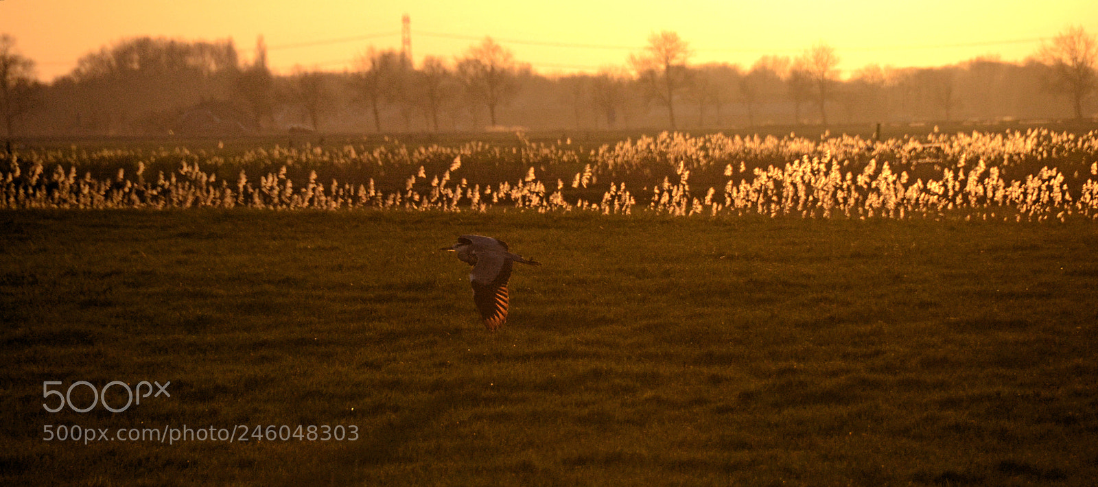 Nikon D3100 sample photo. Heron photography
