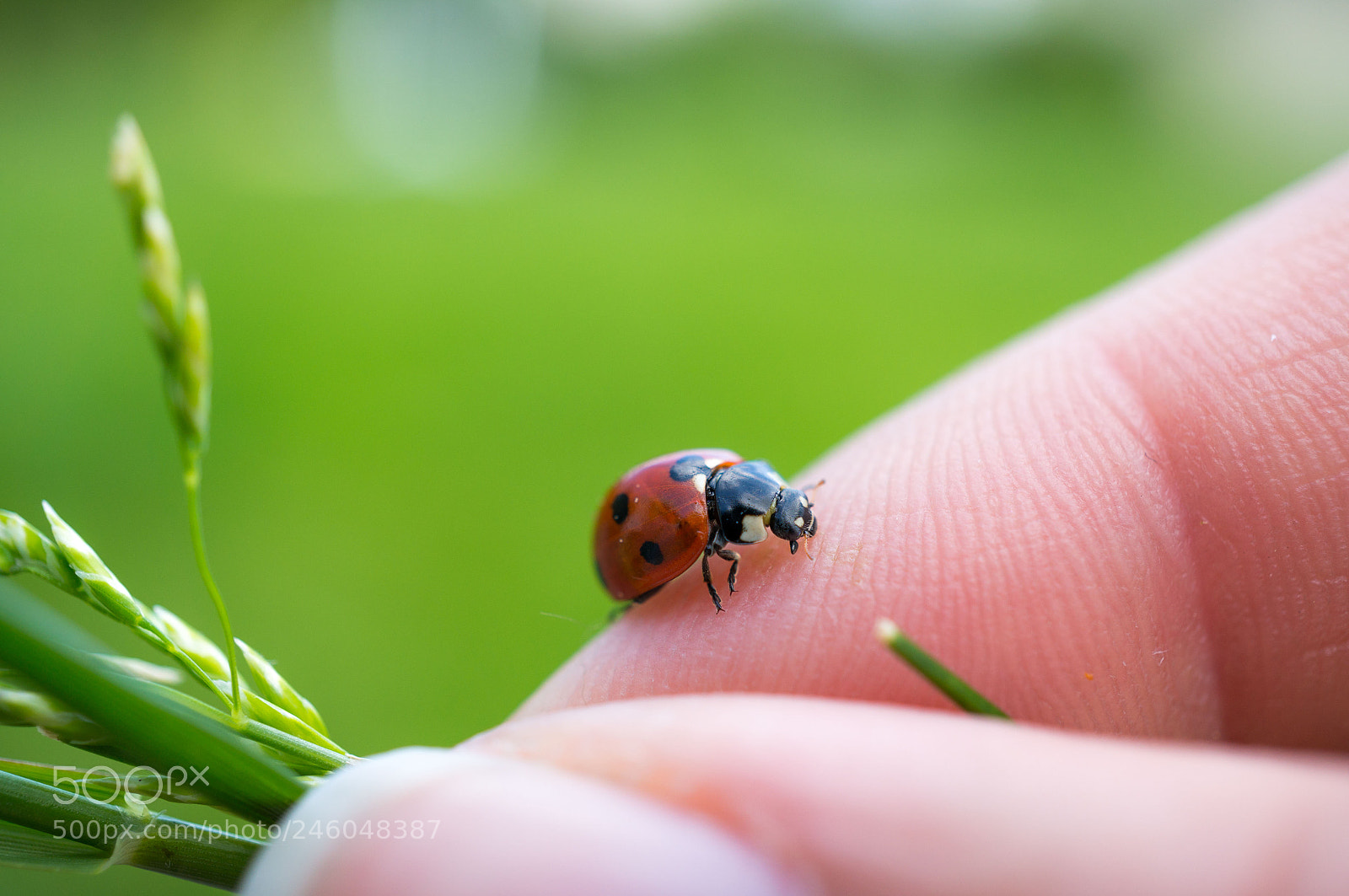 Sony Alpha NEX-6 sample photo. Lovely ladybird ? photography