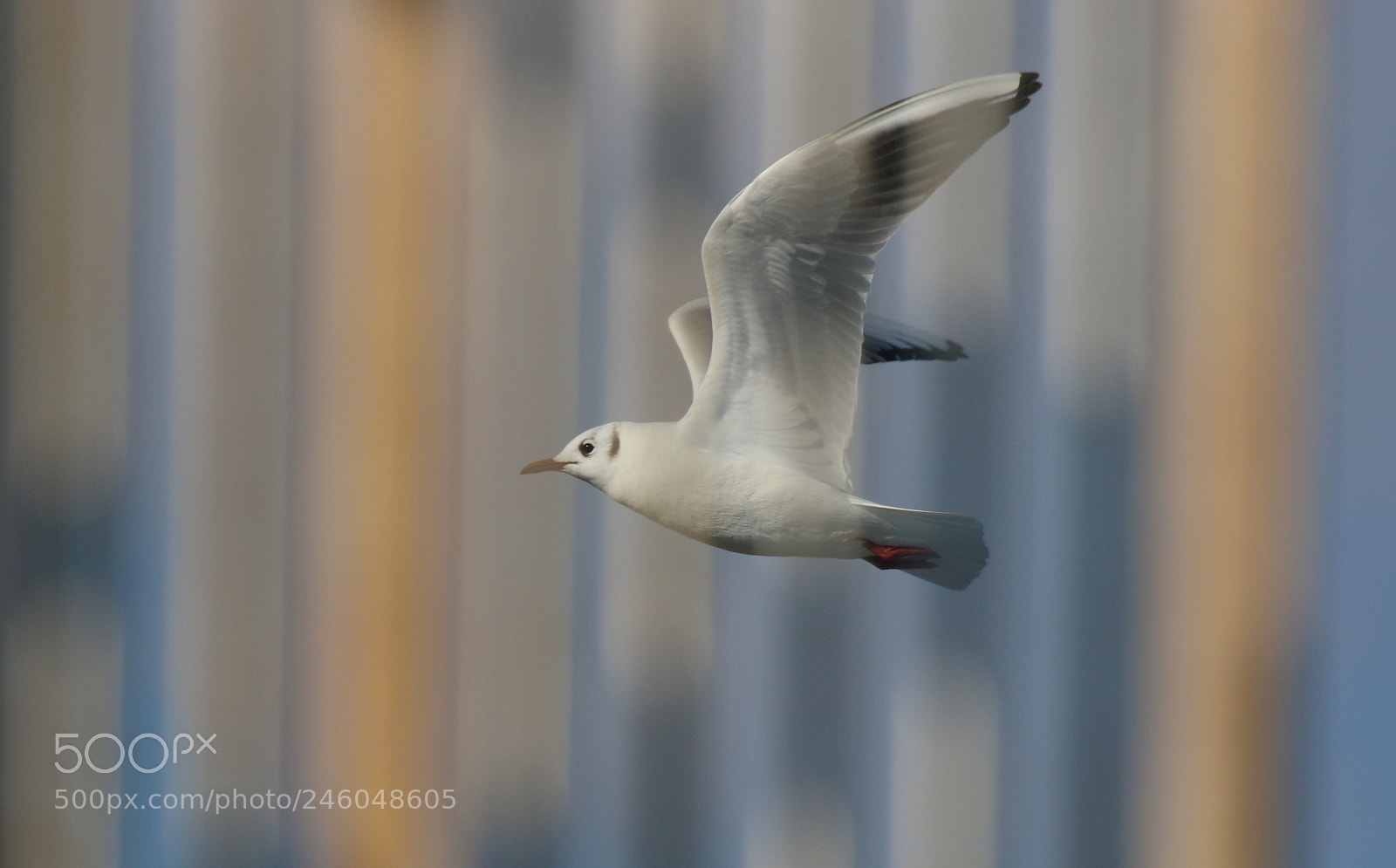 Canon EOS 7D Mark II sample photo. Heureux hasard photography