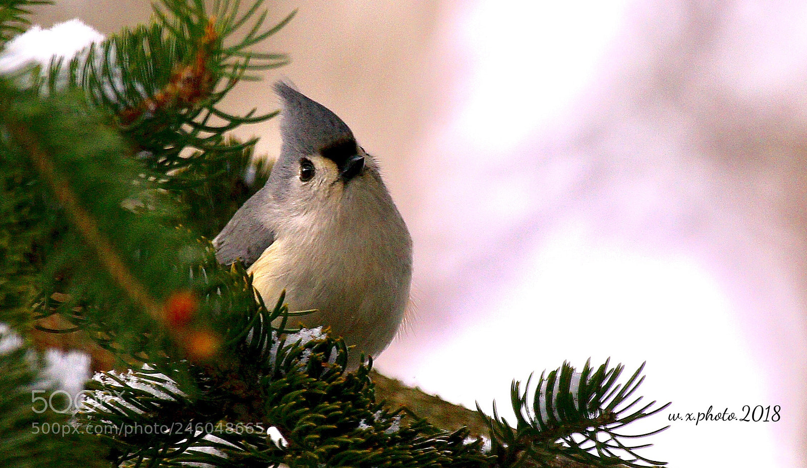Canon EOS 7D Mark II sample photo. Birdie photography