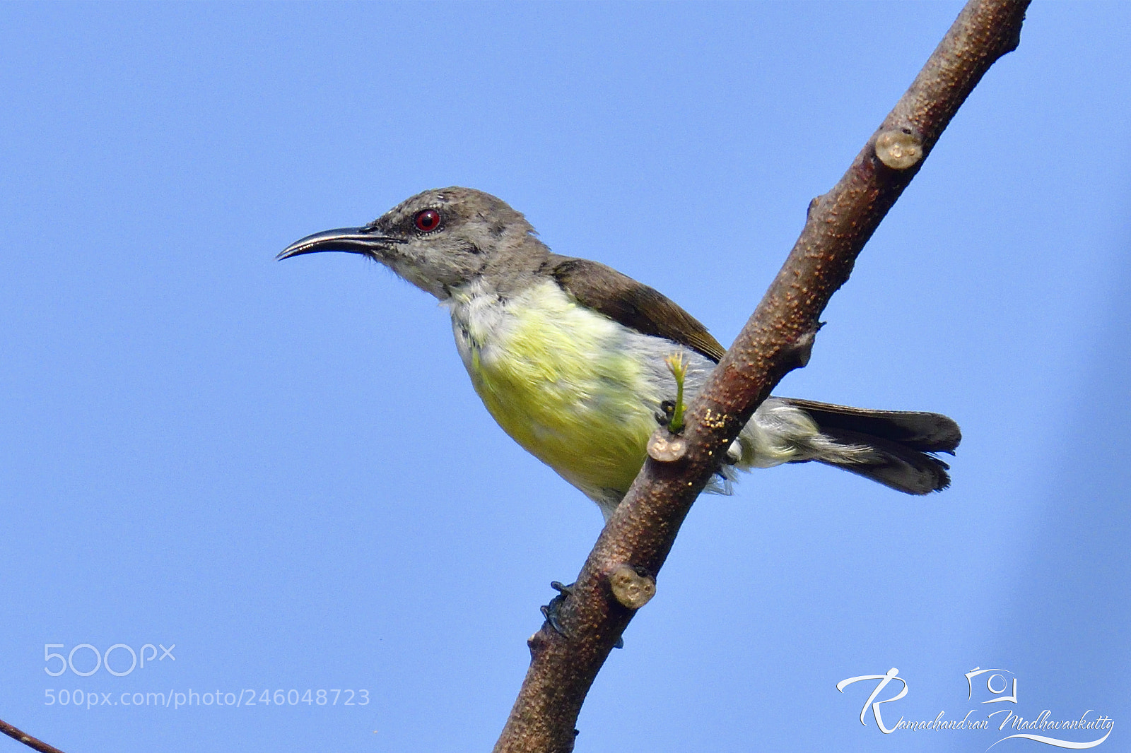Nikon D500 sample photo. Purple sinbird - female photography