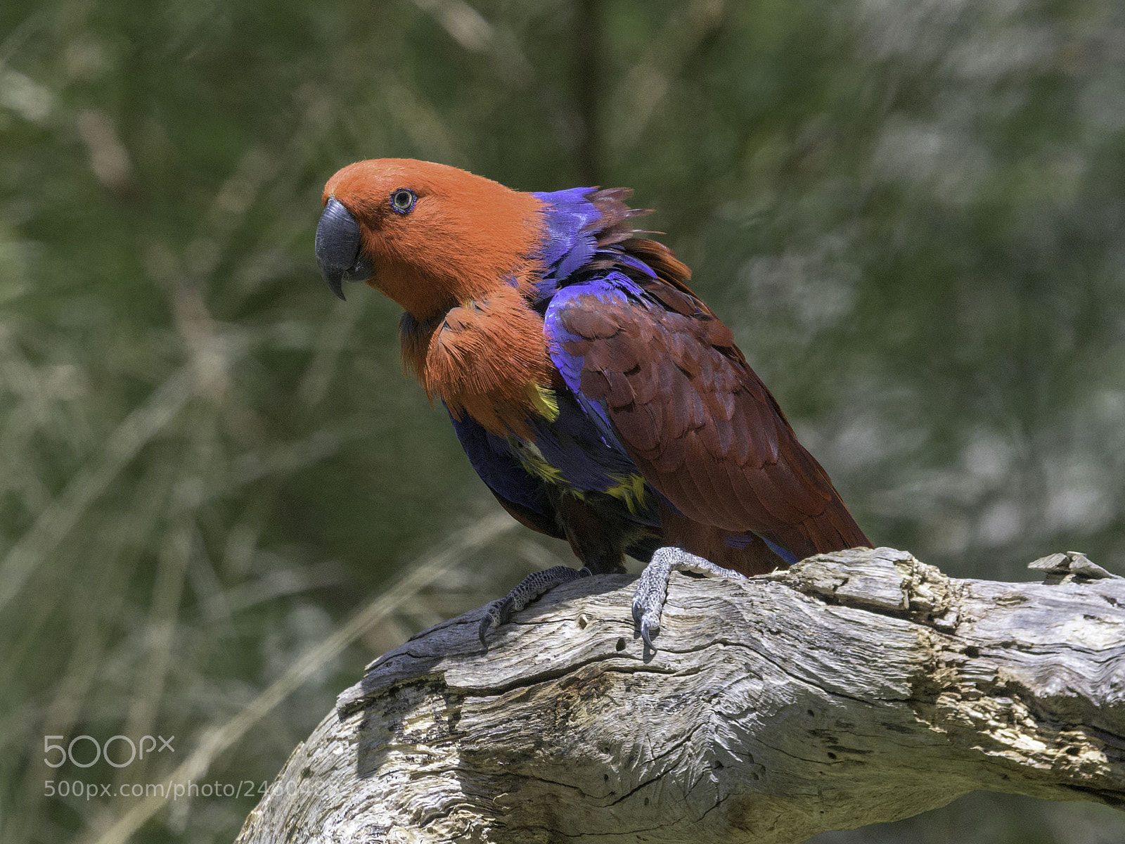 Nikon D500 sample photo. Eclectus parrot photography