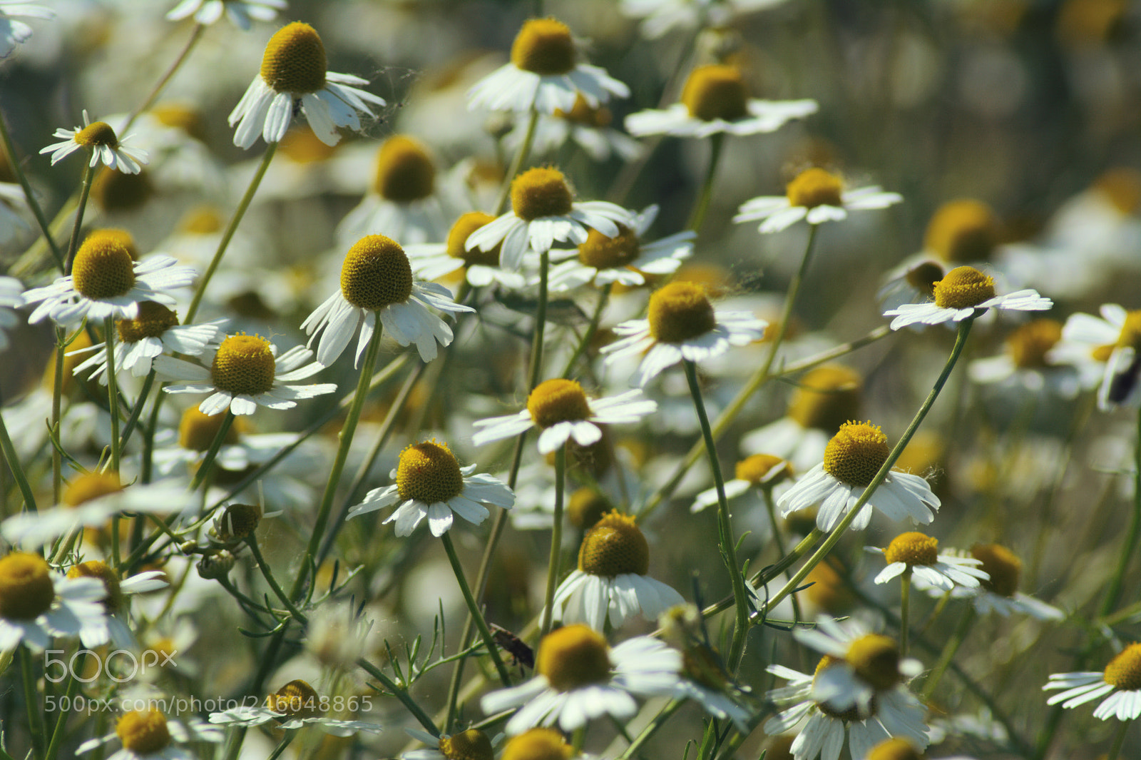 Nikon D5200 sample photo. Rumiankowo5 photography
