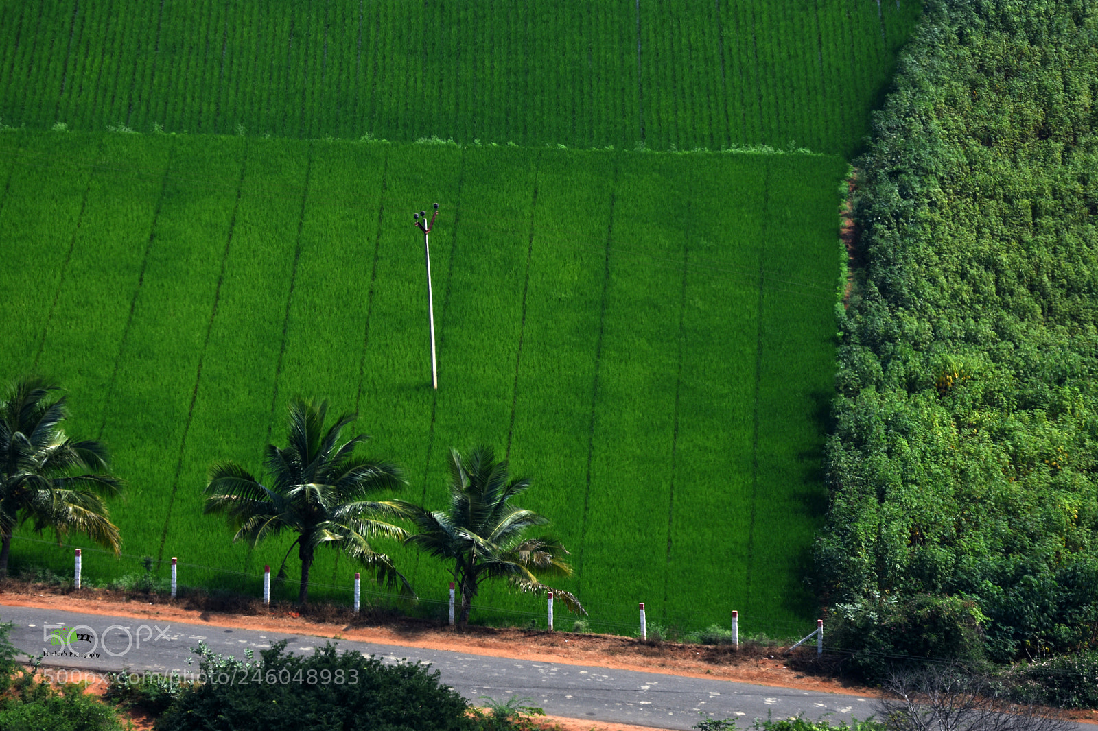 Nikon D7200 sample photo. Green path photography