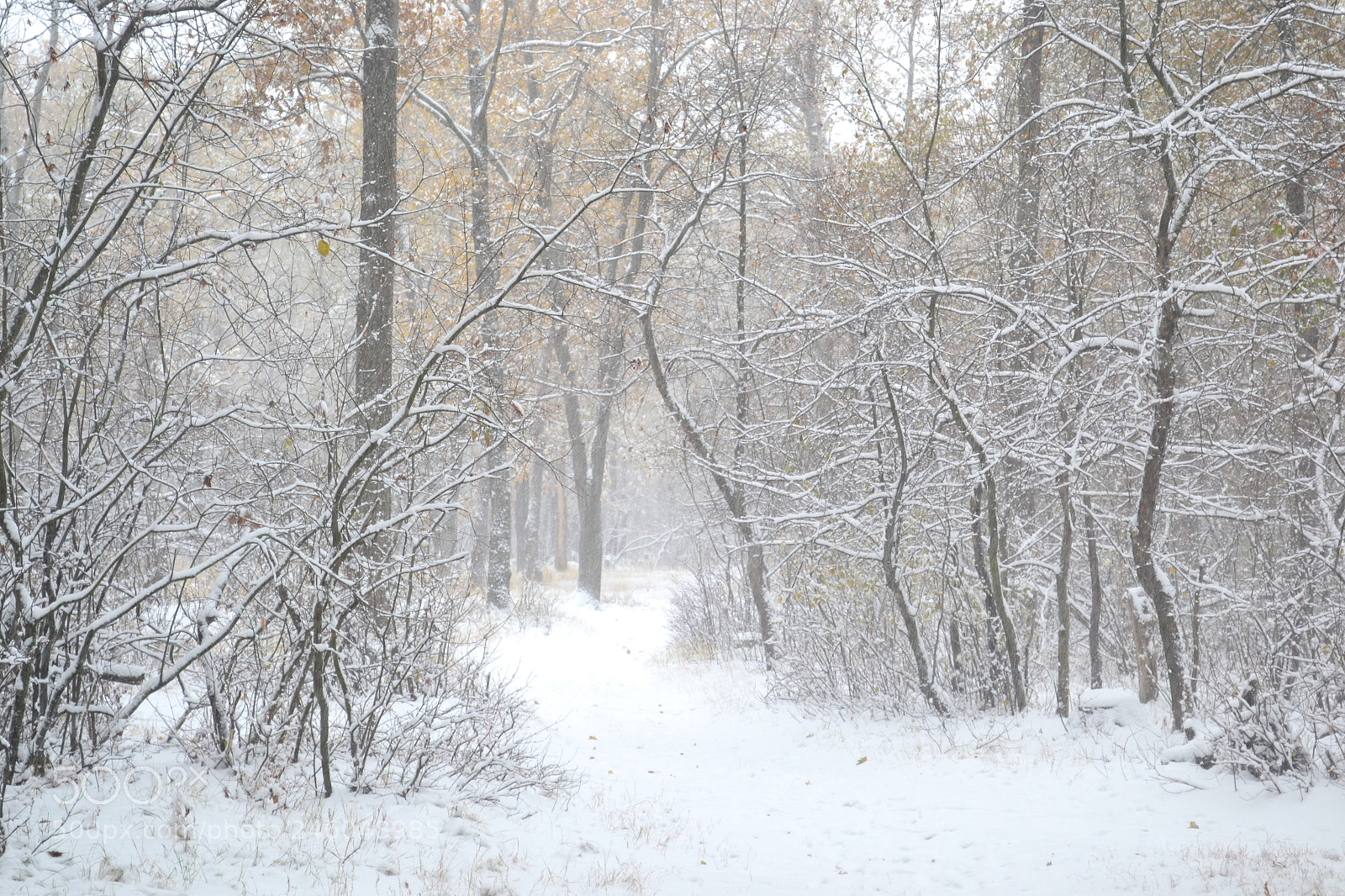 Nikon D3100 sample photo. Blizzard in the autumn photography