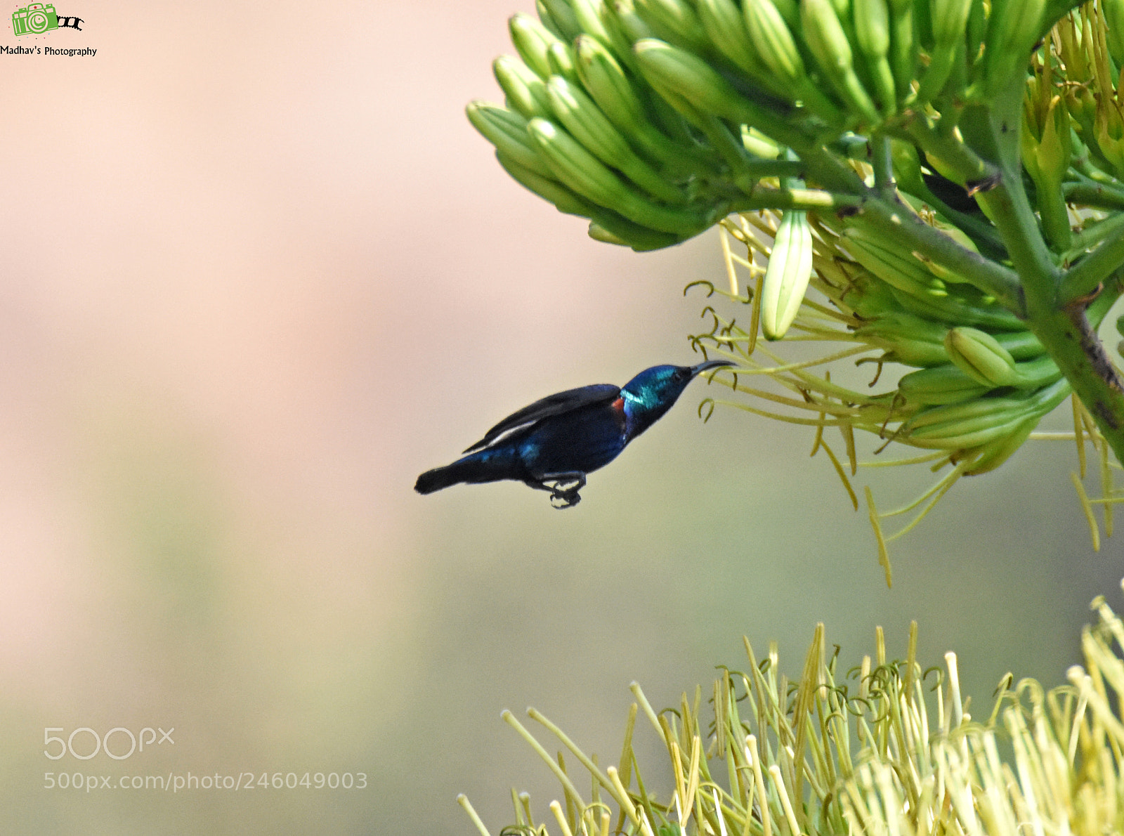 Nikon D7200 sample photo. Purple sunbird male photography
