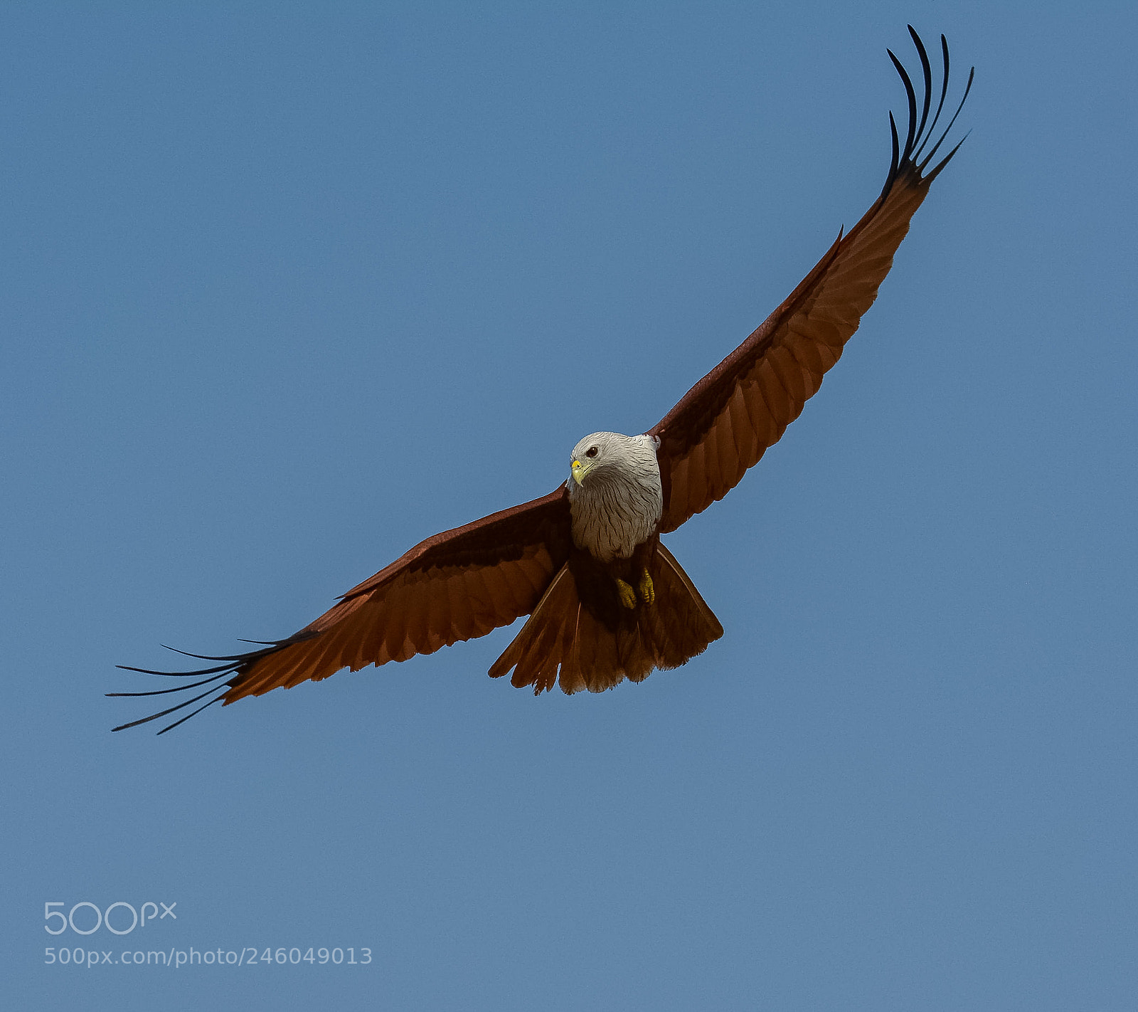 Nikon D7100 sample photo. Brambhini kite photography