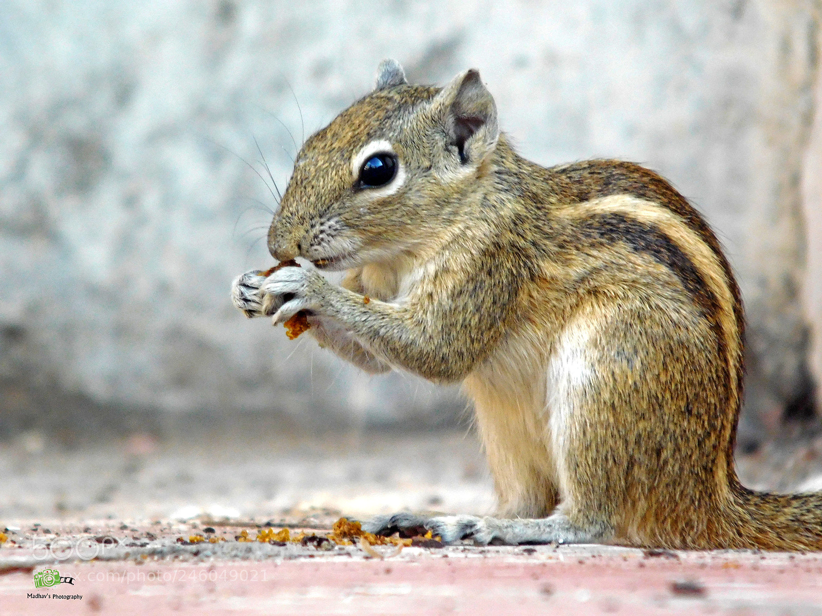 Nikon Coolpix L840 sample photo. Indian palm squirrel photography