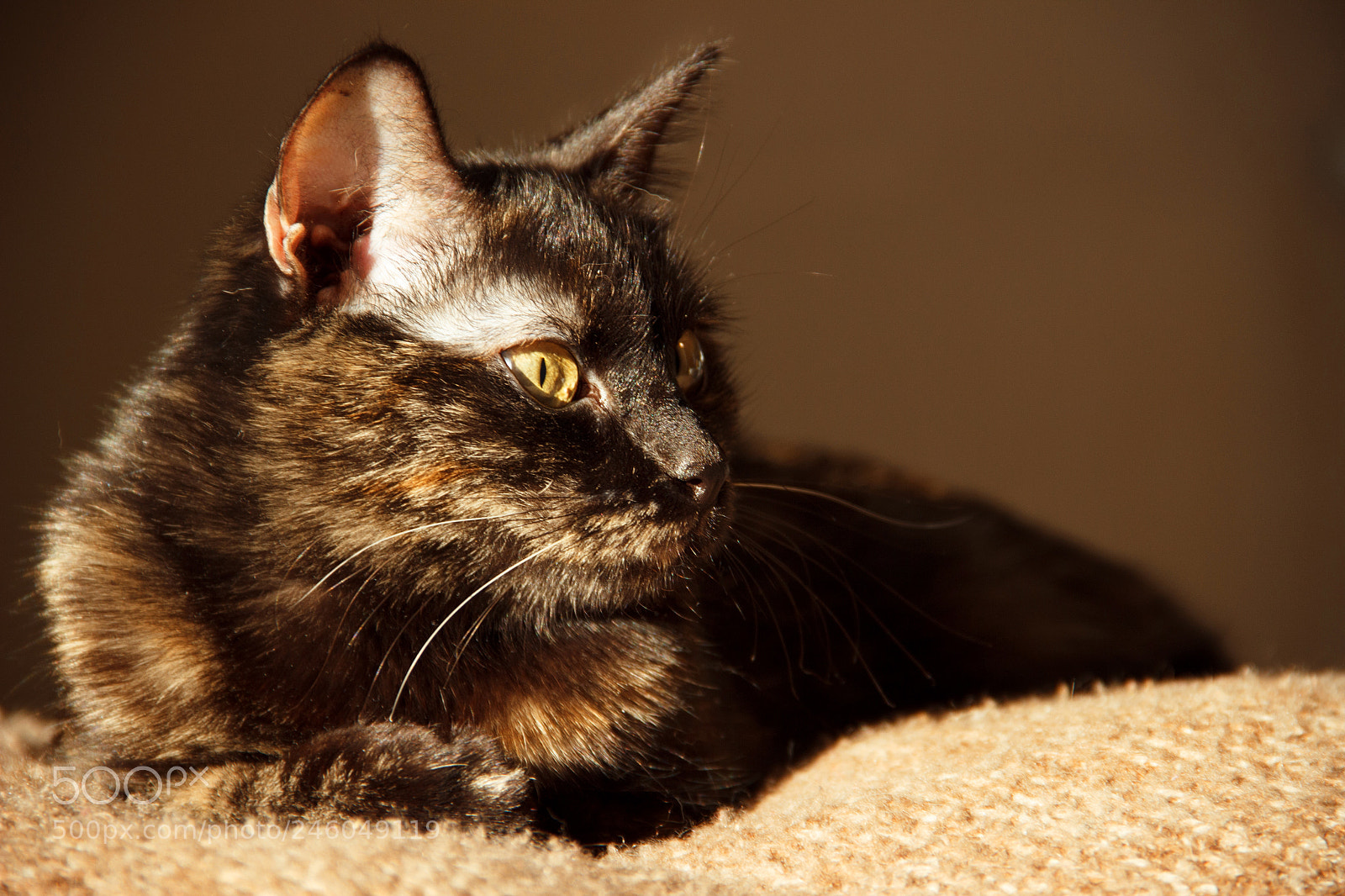 Canon EOS 600D (Rebel EOS T3i / EOS Kiss X5) sample photo. Eva photography