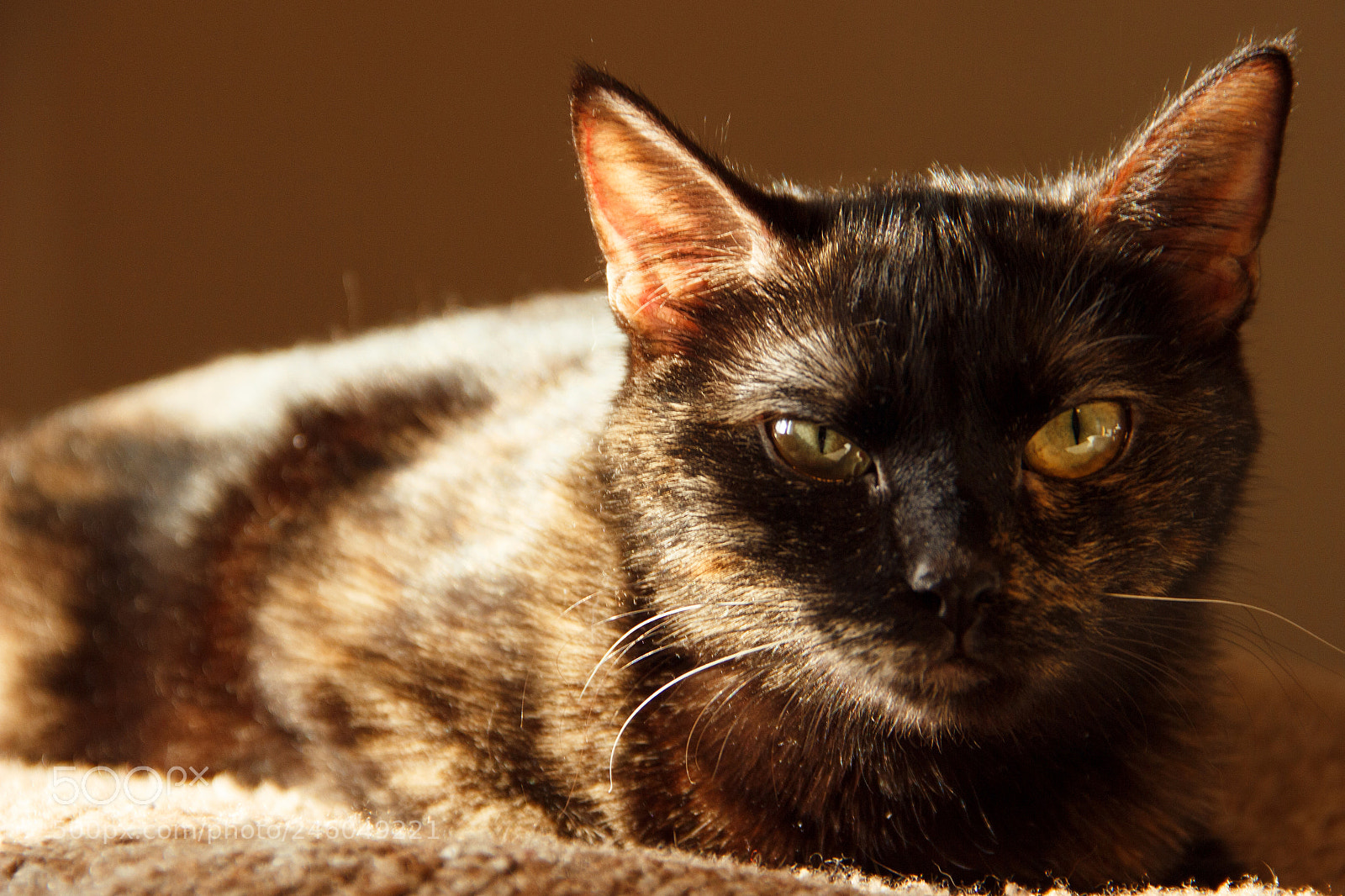 Canon EOS 600D (Rebel EOS T3i / EOS Kiss X5) sample photo. Eva photography