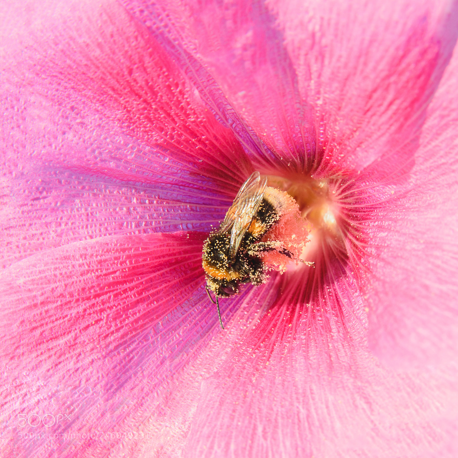 Nikon D600 sample photo. Bee on a malva photography