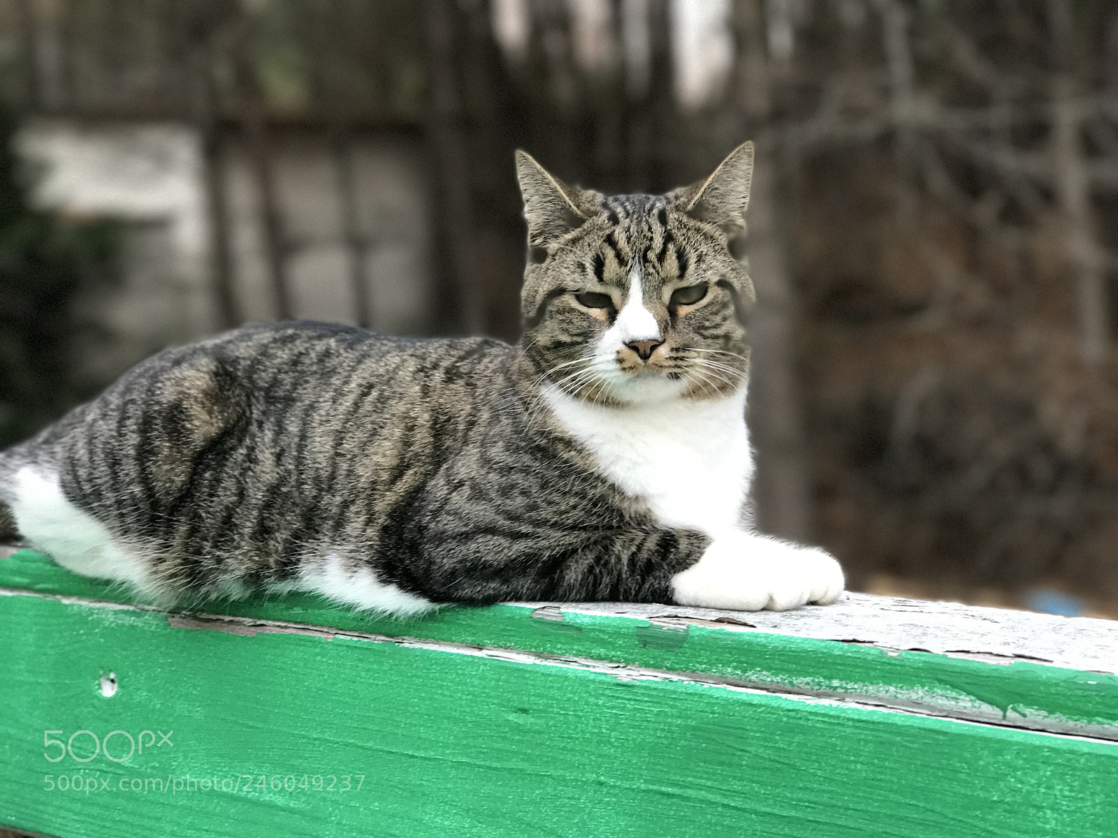 Apple iPhone 7 Plus sample photo. Proud cat photography