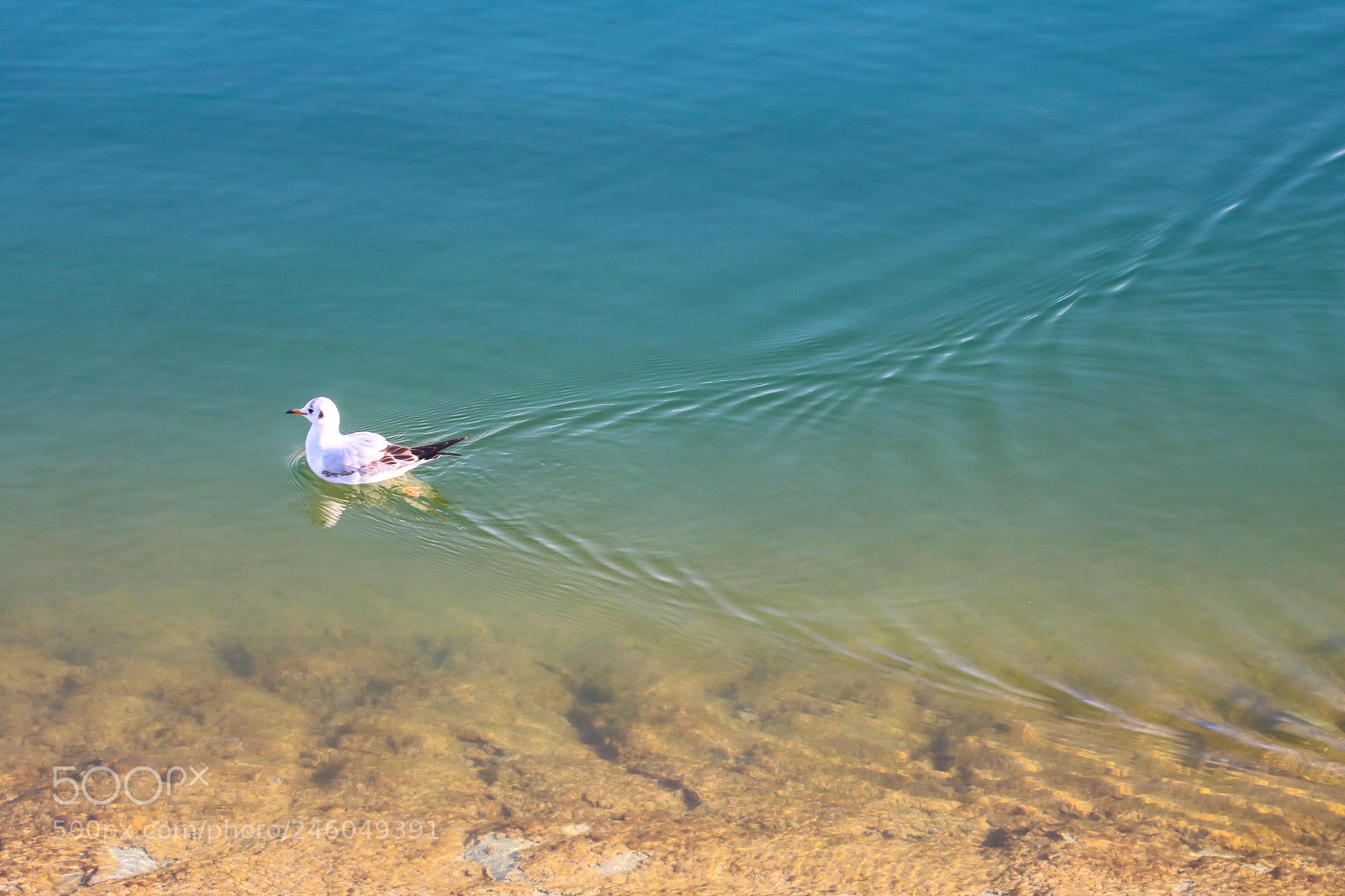 Canon EOS 750D (EOS Rebel T6i / EOS Kiss X8i) sample photo. Beauti... photography