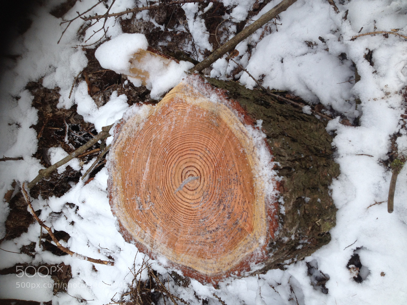 Apple iPhone 4S sample photo. This tree i cut photography