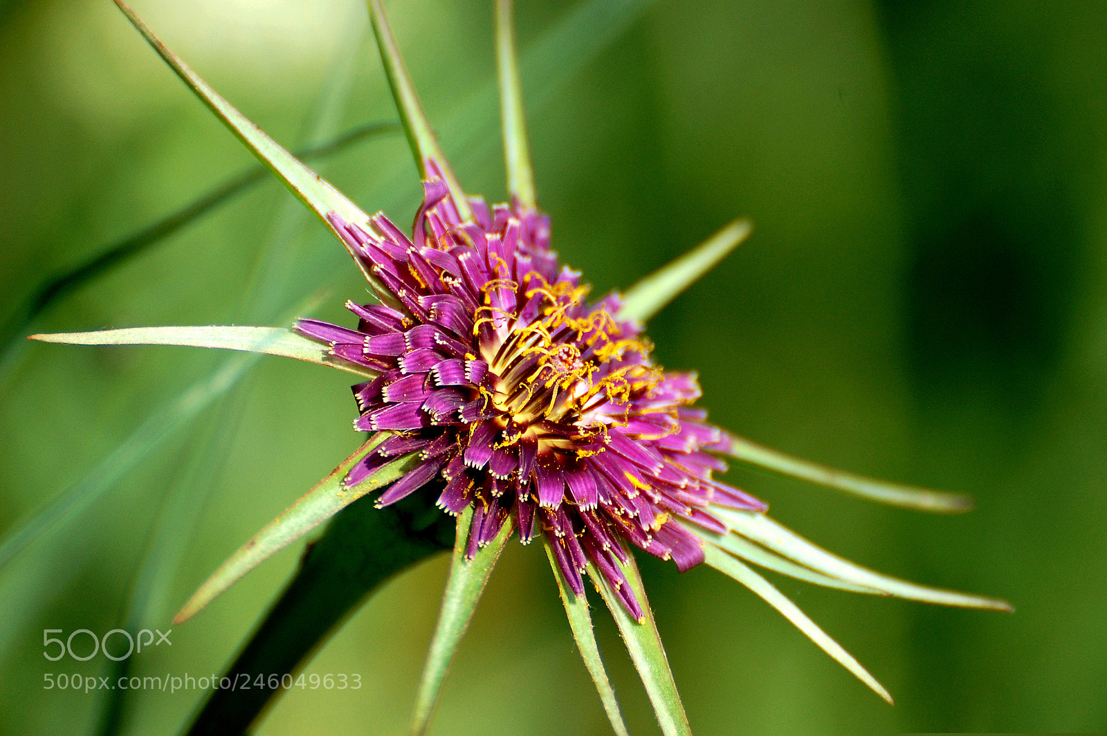 Nikon D40 sample photo. Colores photography