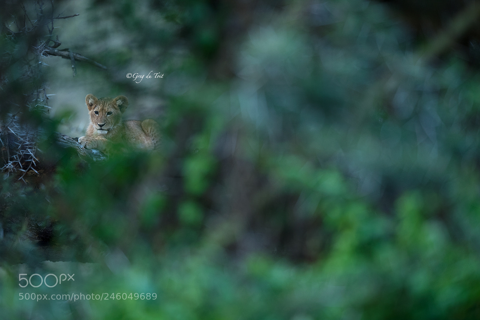 Nikon D5 sample photo. Lion cub in the photography
